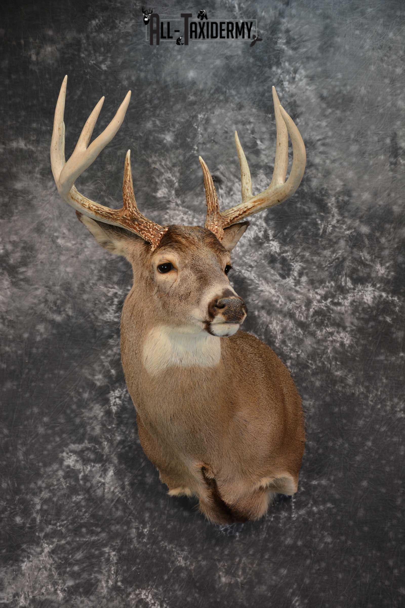 Whitetail Deer Taxidermy Shoulder Mount SKU 1538