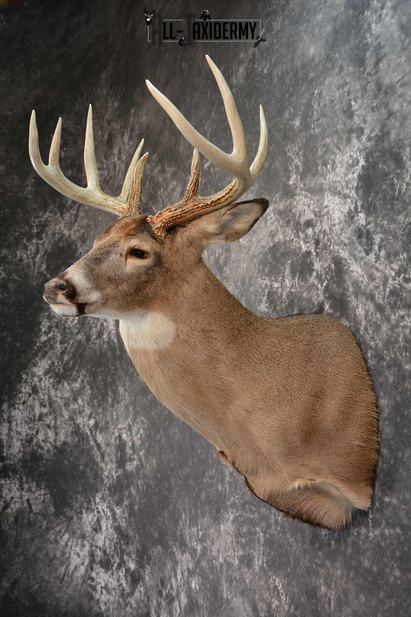Whitetail Deer Taxidermy Shoulder Mount SKU 1538 - Image 7