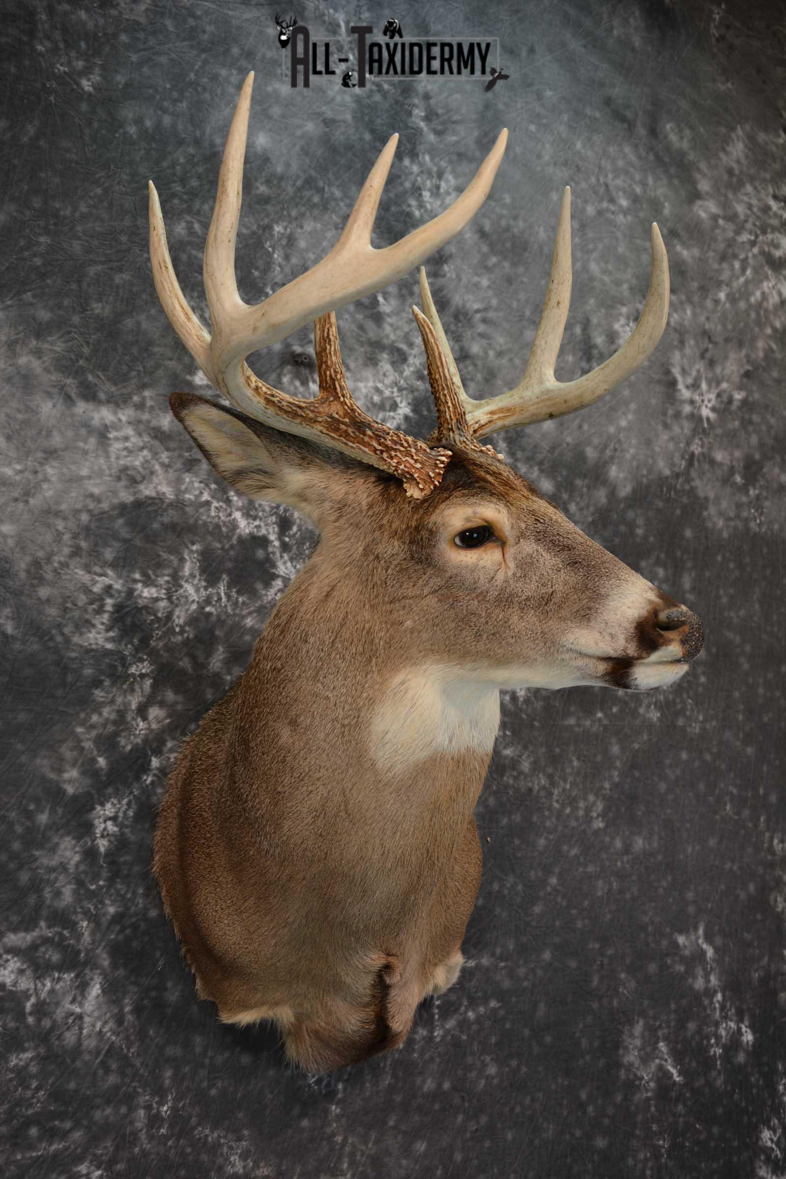 Whitetail Deer Taxidermy Shoulder Mount SKU 1538 - Image 6