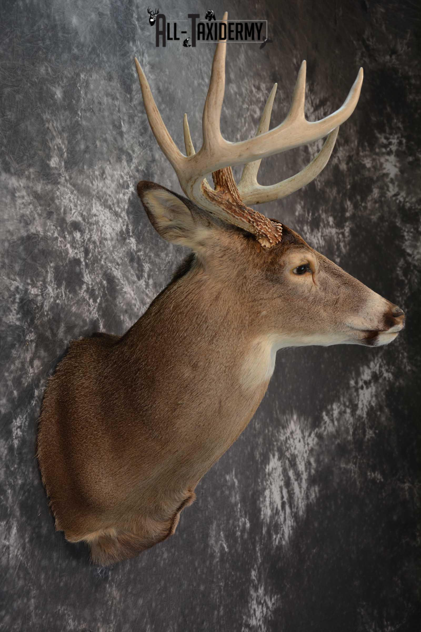 Whitetail Deer Taxidermy Shoulder Mount SKU 1538 - Image 5