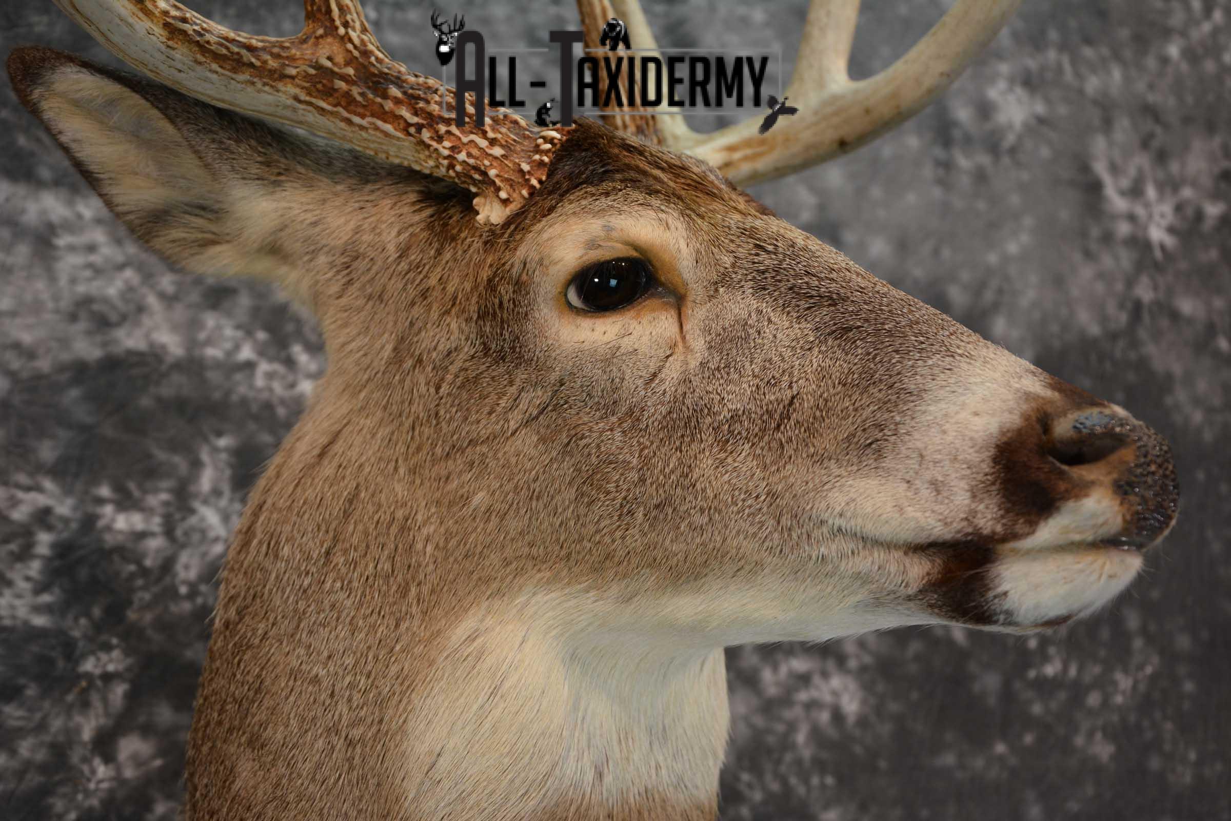 Whitetail Deer Taxidermy Shoulder Mount SKU 1538 - Image 4