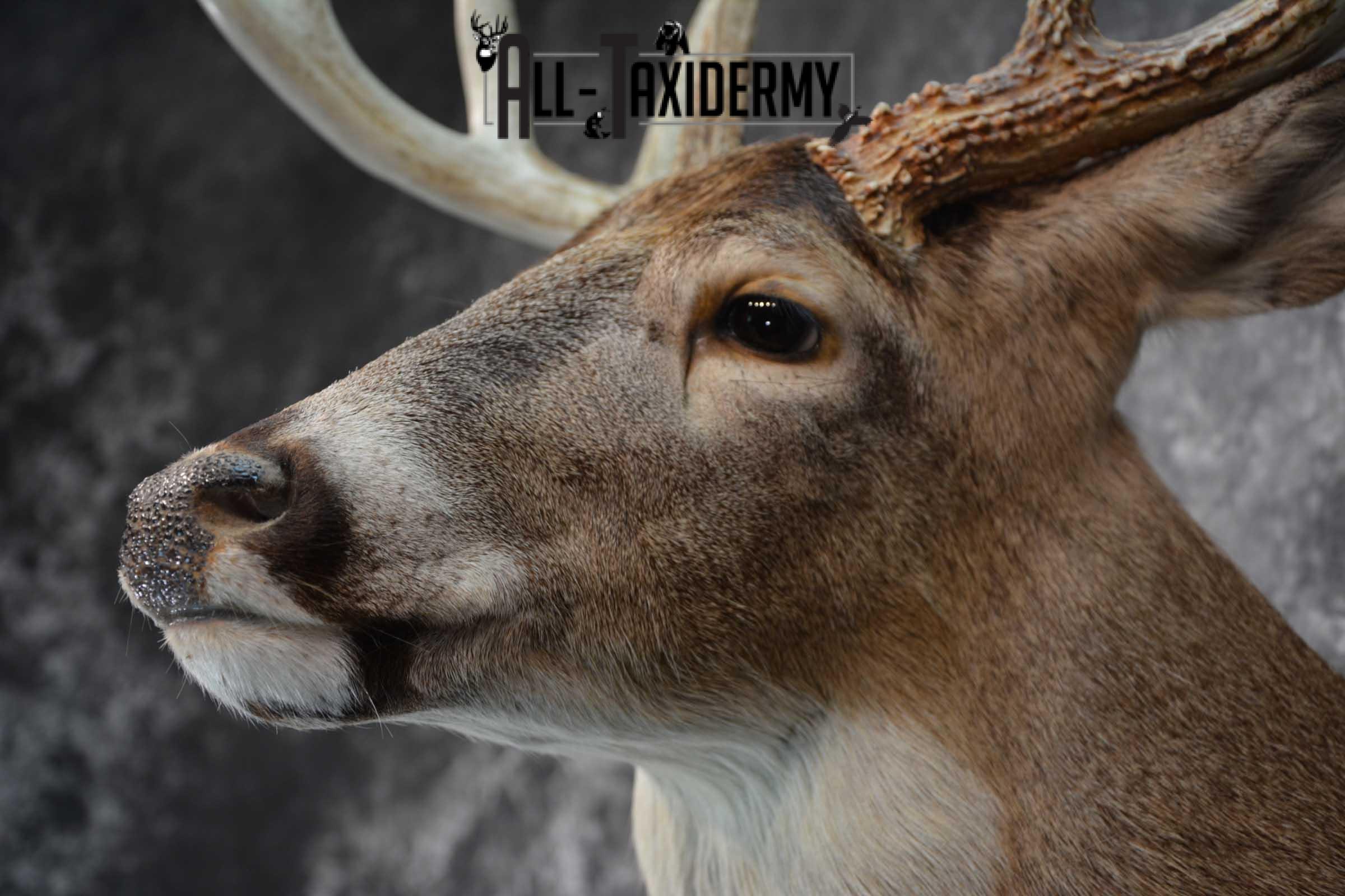 Whitetail Deer Taxidermy Shoulder Mount SKU 1538 - Image 3