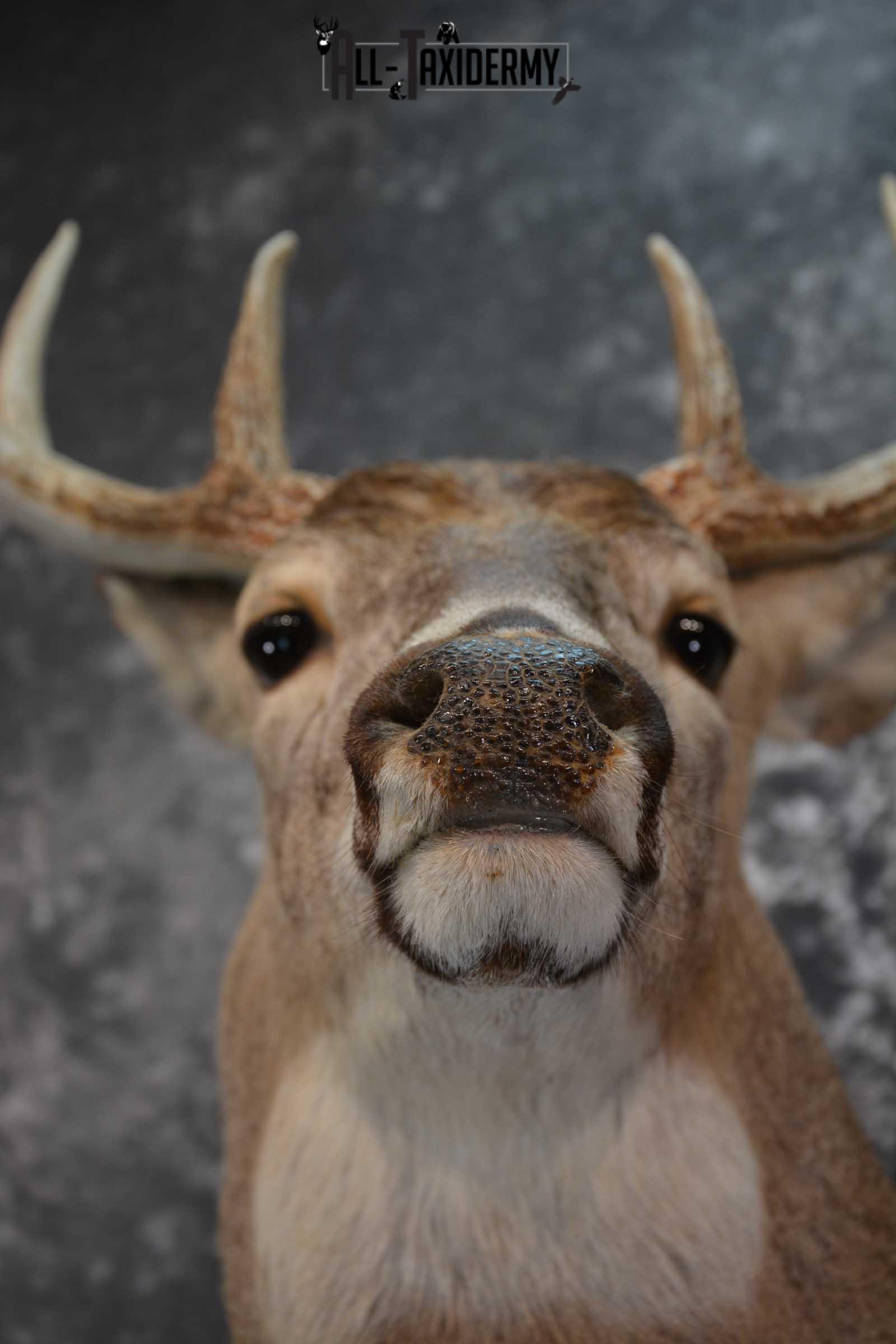 Whitetail Deer Taxidermy Shoulder Mount SKU 1538 - Image 2