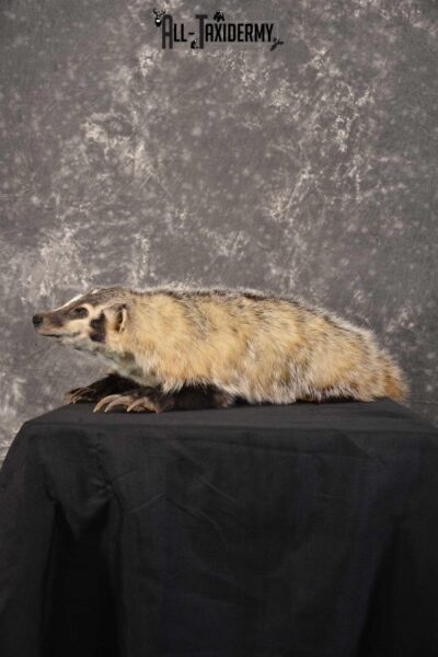Life Size Badger Taxidermy Mount SKU 1539