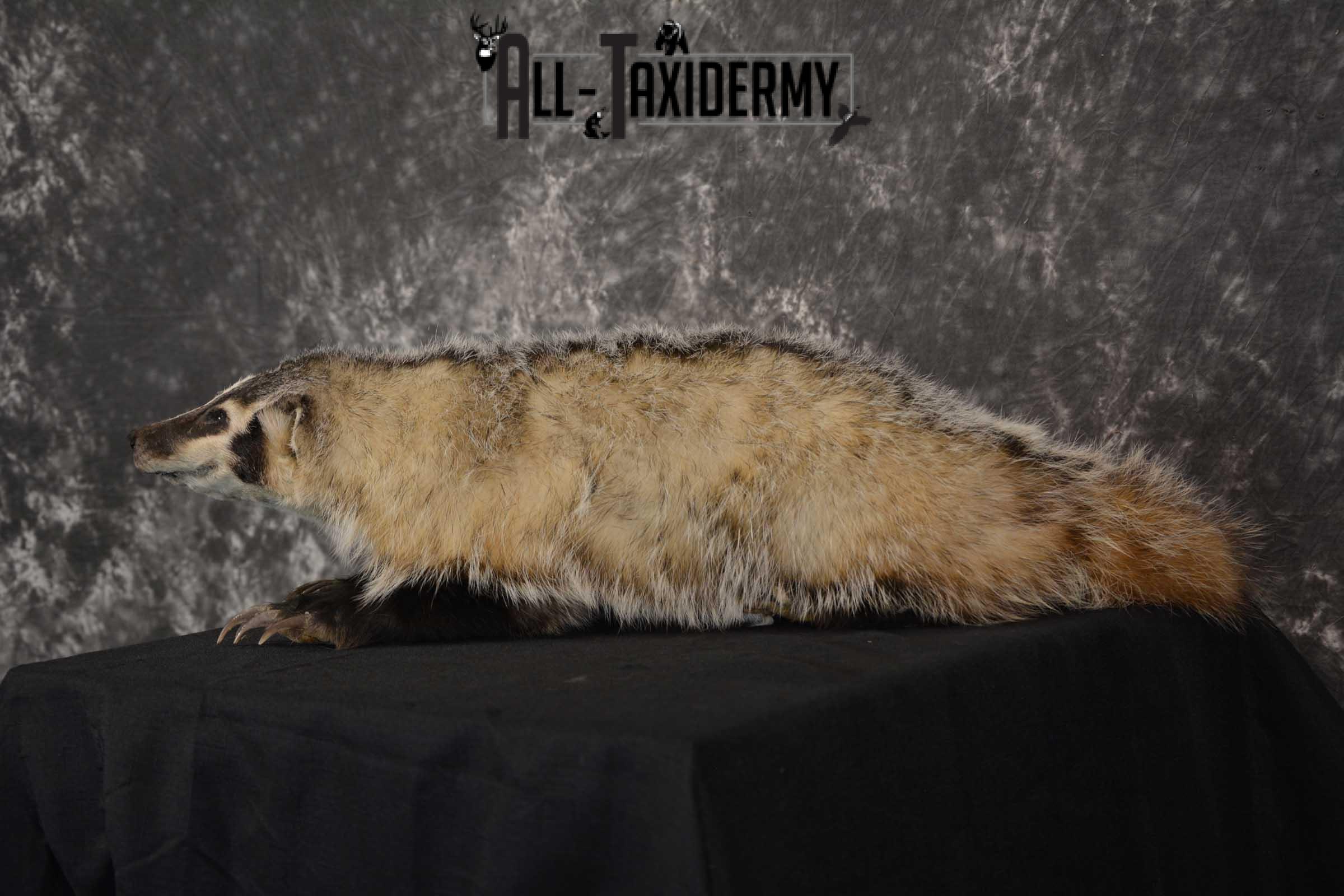 Life Size Badger Taxidermy Mount SKU 1539 - Image 2