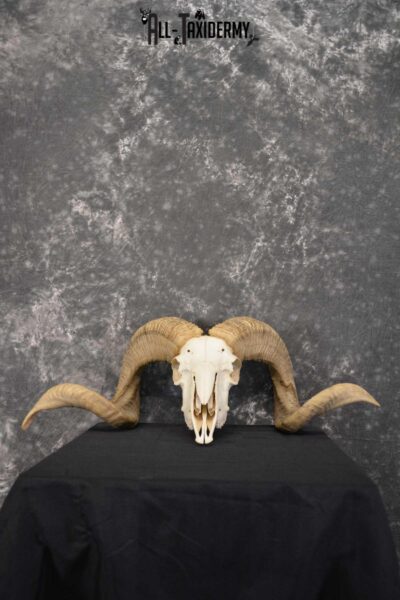 Corsican Ram Taxidermy Skull SKU 1540