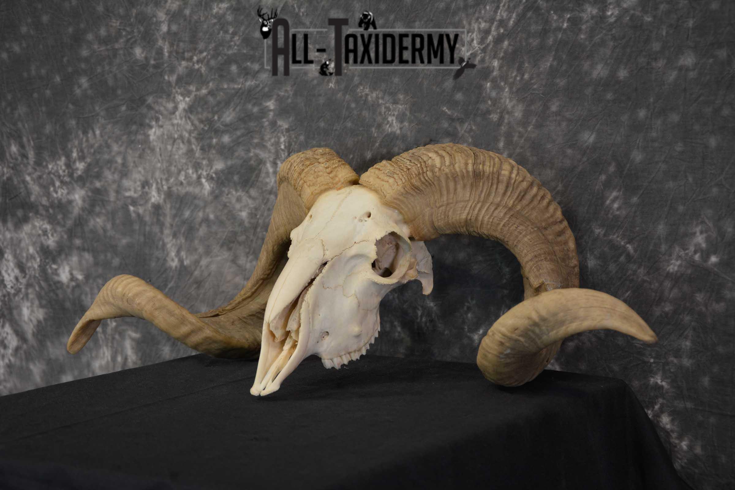 Corsican Ram Taxidermy Skull SKU 1540 - Image 6