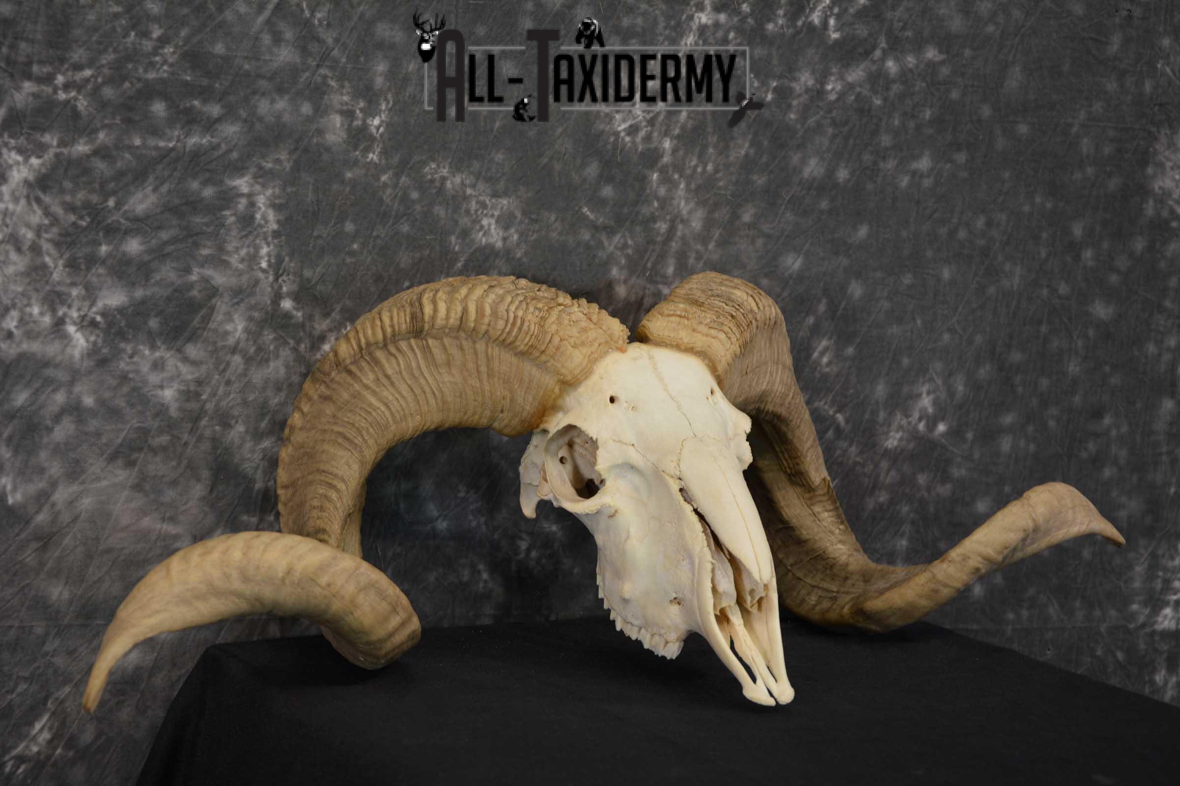 Corsican Ram Taxidermy Skull SKU 1540 - Image 4