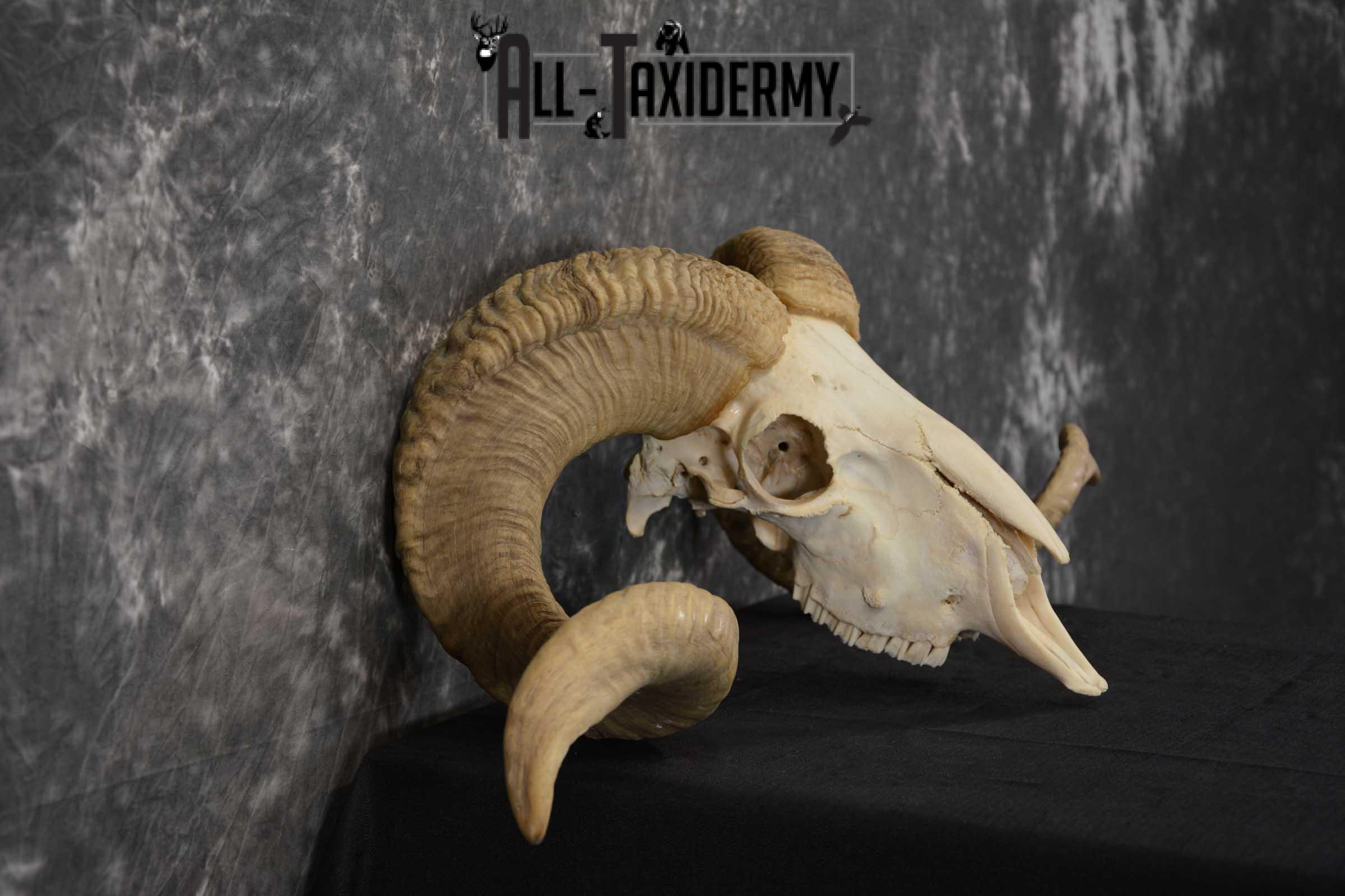 Corsican Ram Taxidermy Skull SKU 1540 - Image 3