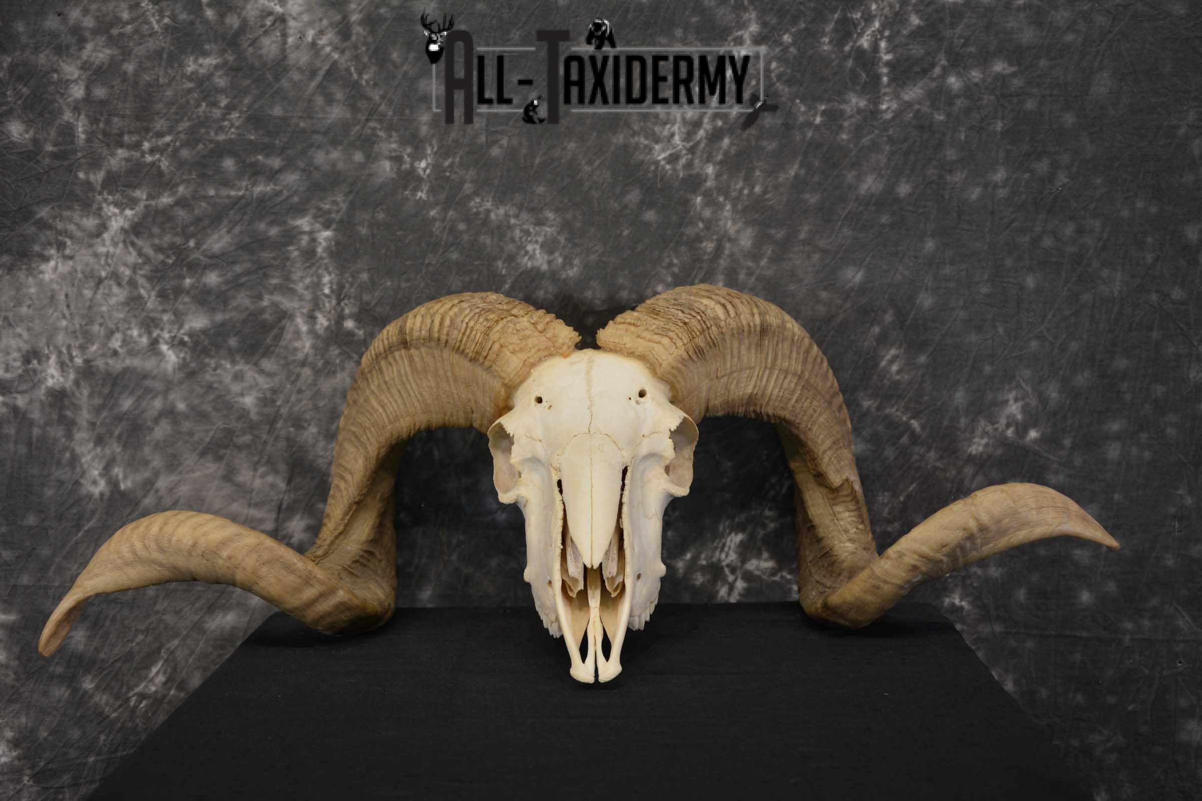 Corsican Ram Taxidermy Skull SKU 1540 - Image 2