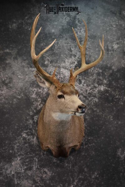 Mule Deer Taxidermy Shoulder Mount SKU 1541
