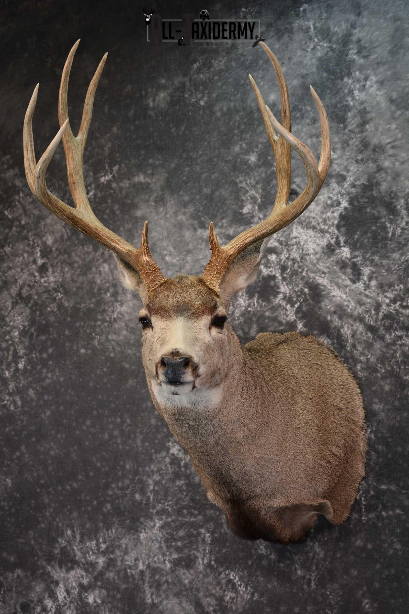 Mule Deer Taxidermy Shoulder Mount SKU 1541 - Image 8