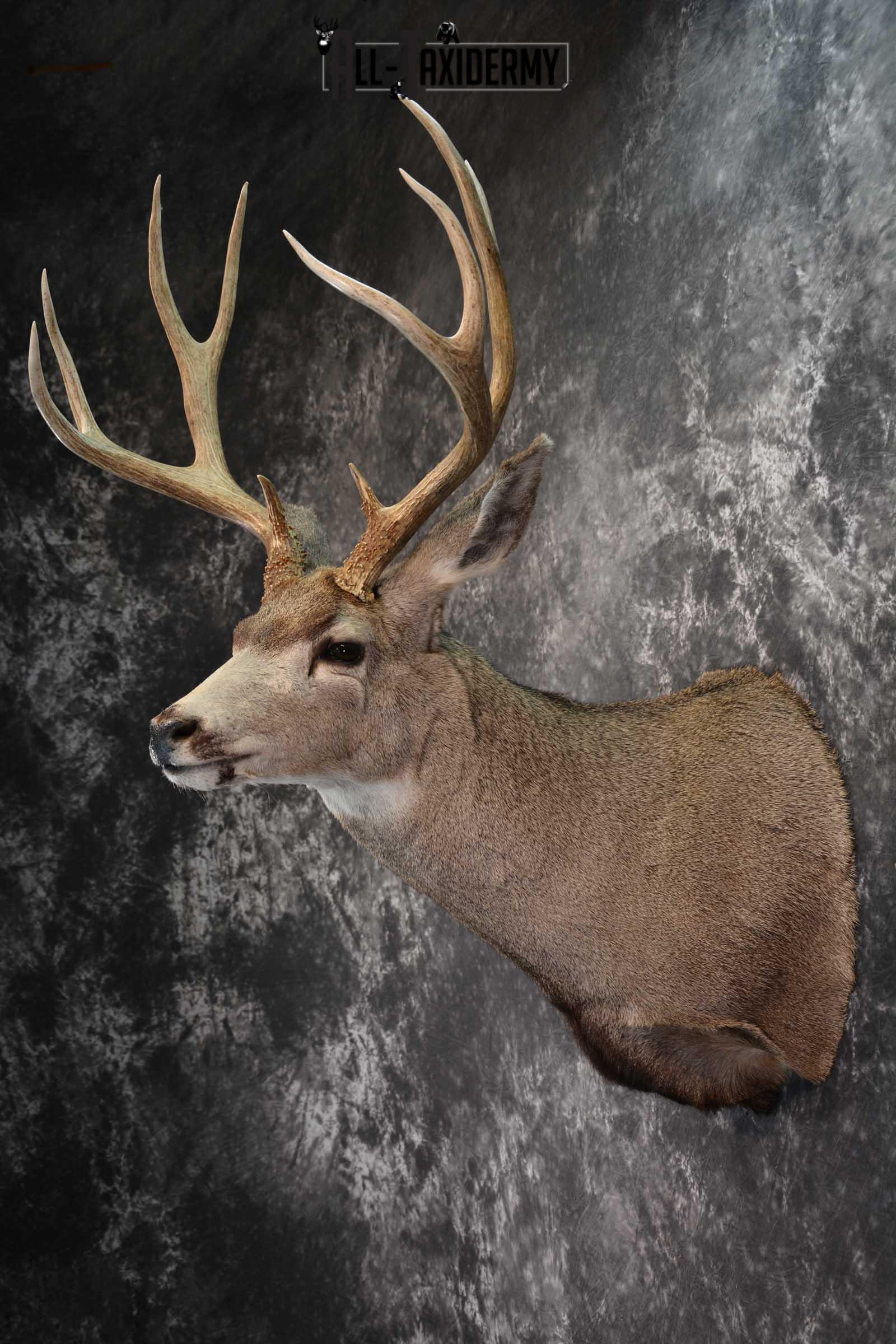Mule Deer Taxidermy Shoulder Mount SKU 1541 - Image 7