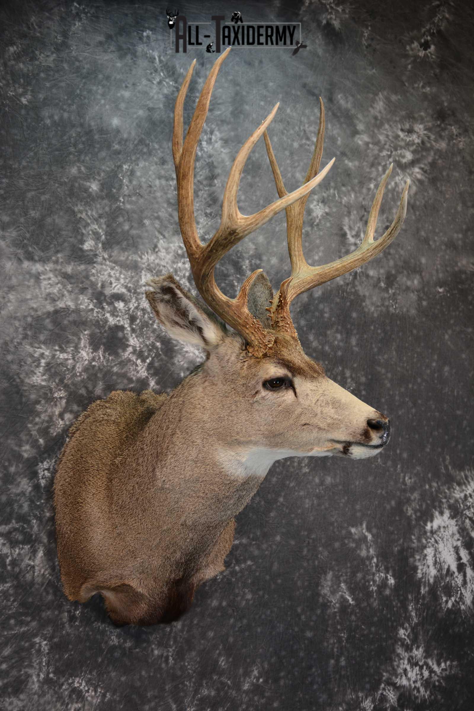 Mule Deer Taxidermy Shoulder Mount SKU 1541 - Image 6