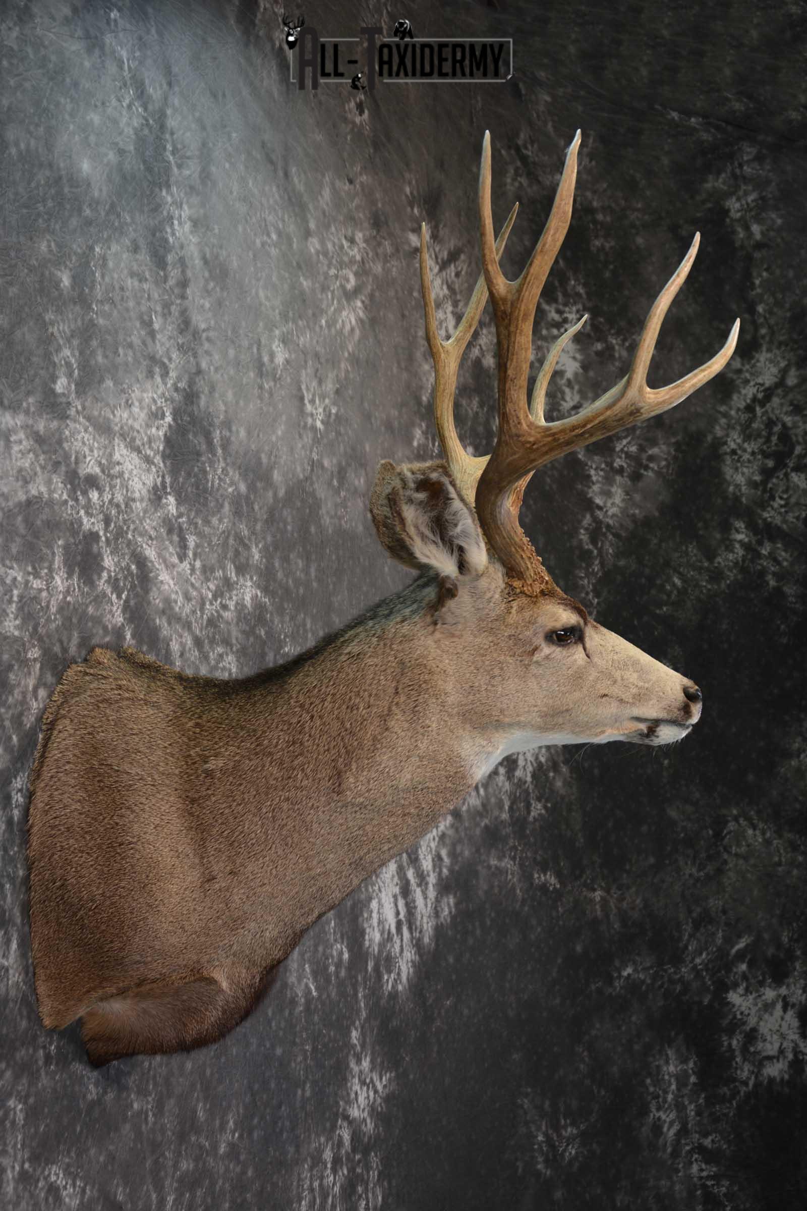 Mule Deer Taxidermy Shoulder Mount SKU 1541 - Image 5