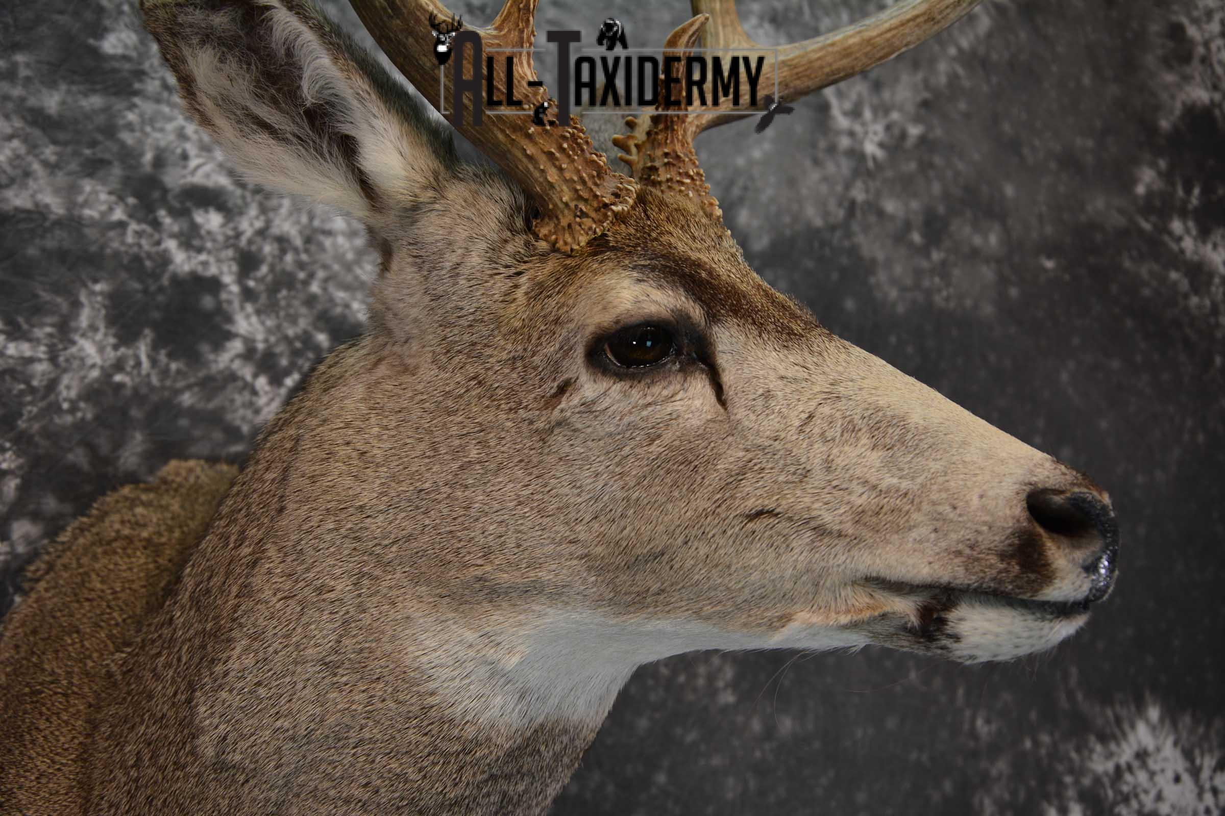 Mule Deer Taxidermy Shoulder Mount SKU 1541 - Image 4