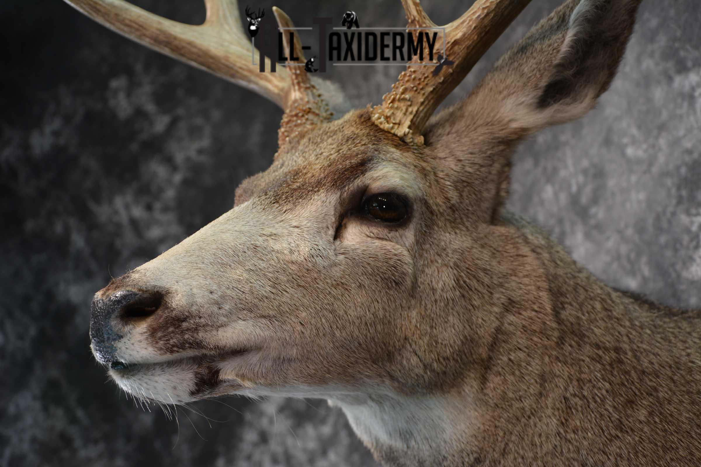 Mule Deer Taxidermy Shoulder Mount SKU 1541 - Image 3