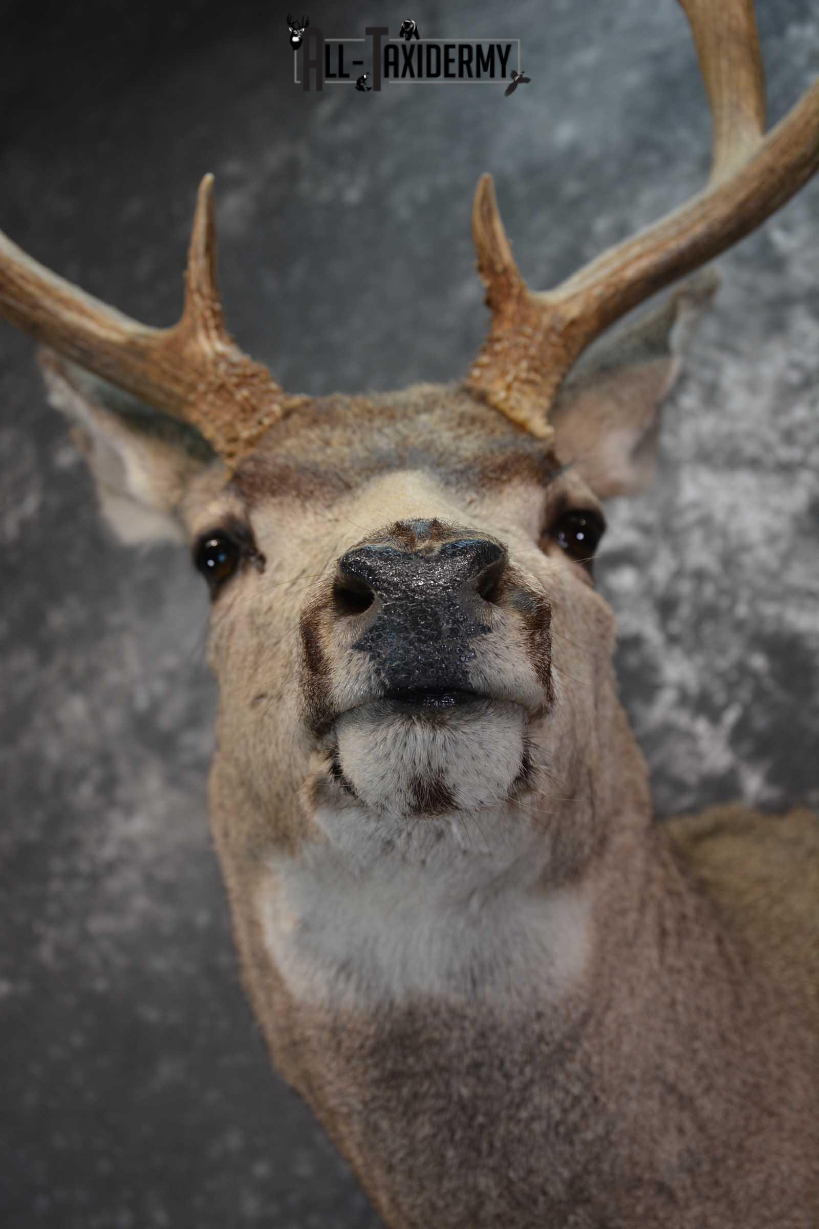 Mule Deer Taxidermy Shoulder Mount SKU 1541 - Image 2