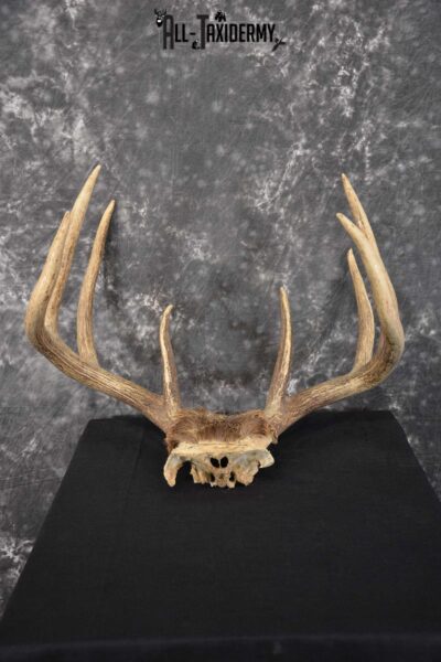 Whitetail Taxidermy Skull Cap SKU 1543