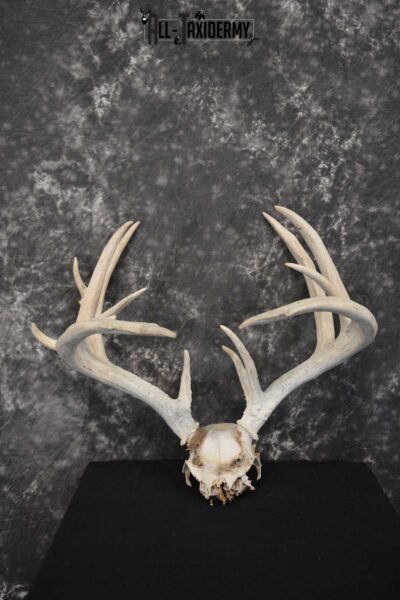 Whitetail Deer Non-typical Taxidermy Antler Skull Plate SKU 1544