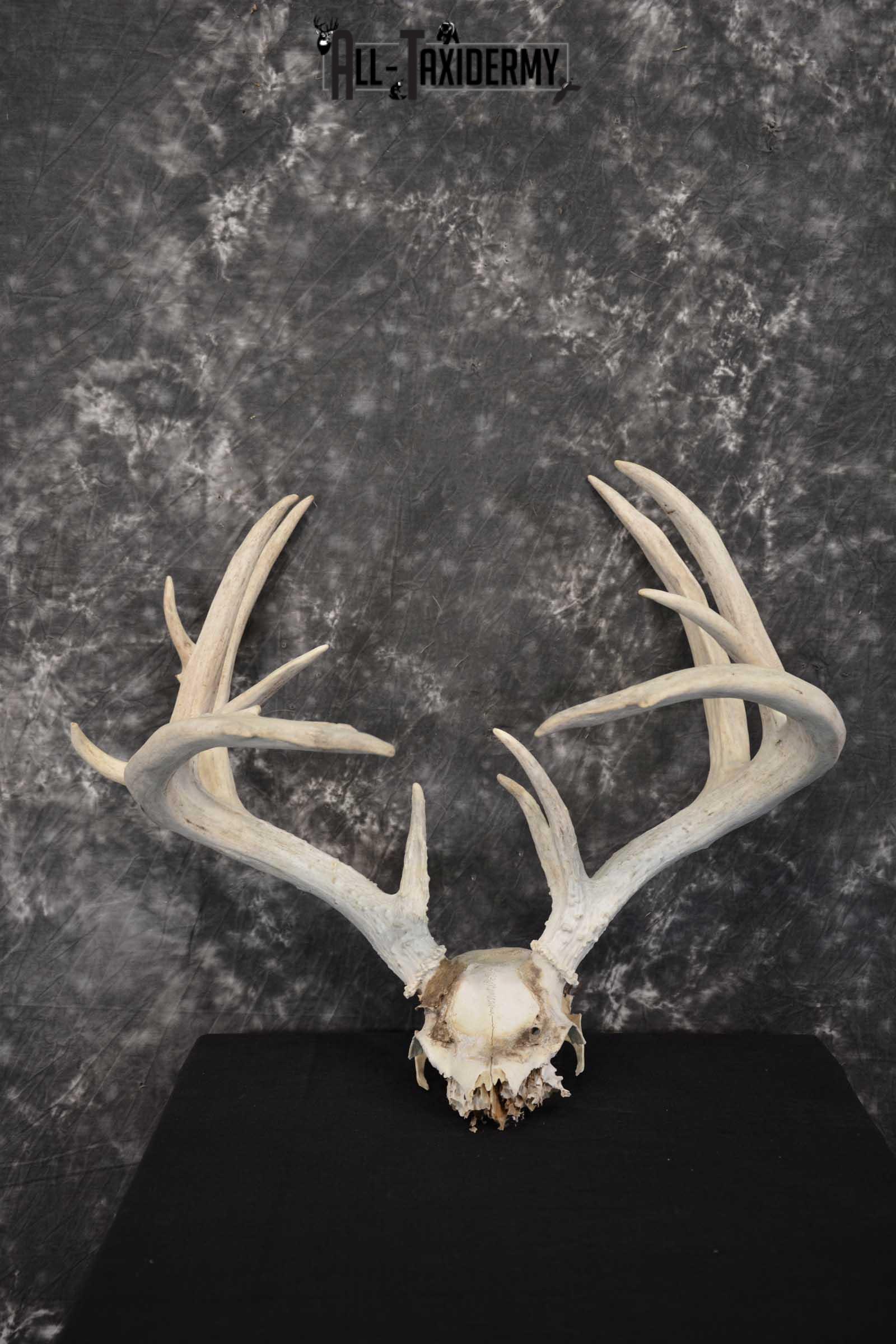 Whitetail Deer Non-typical Taxidermy Antler Skull Plate SKU 1544