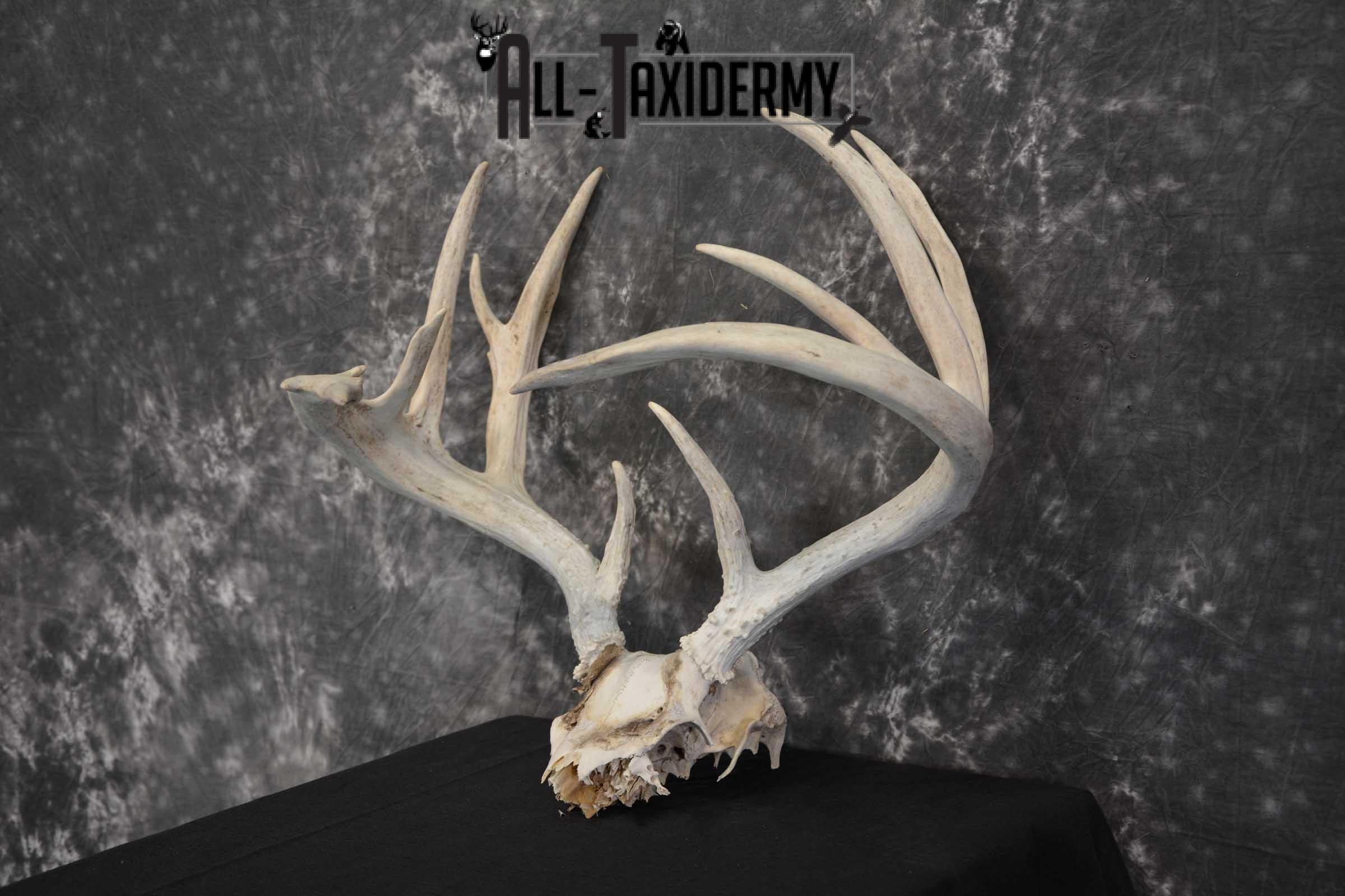 Whitetail Deer Non-typical Taxidermy Antler Skull Plate SKU 1544 - Image 5