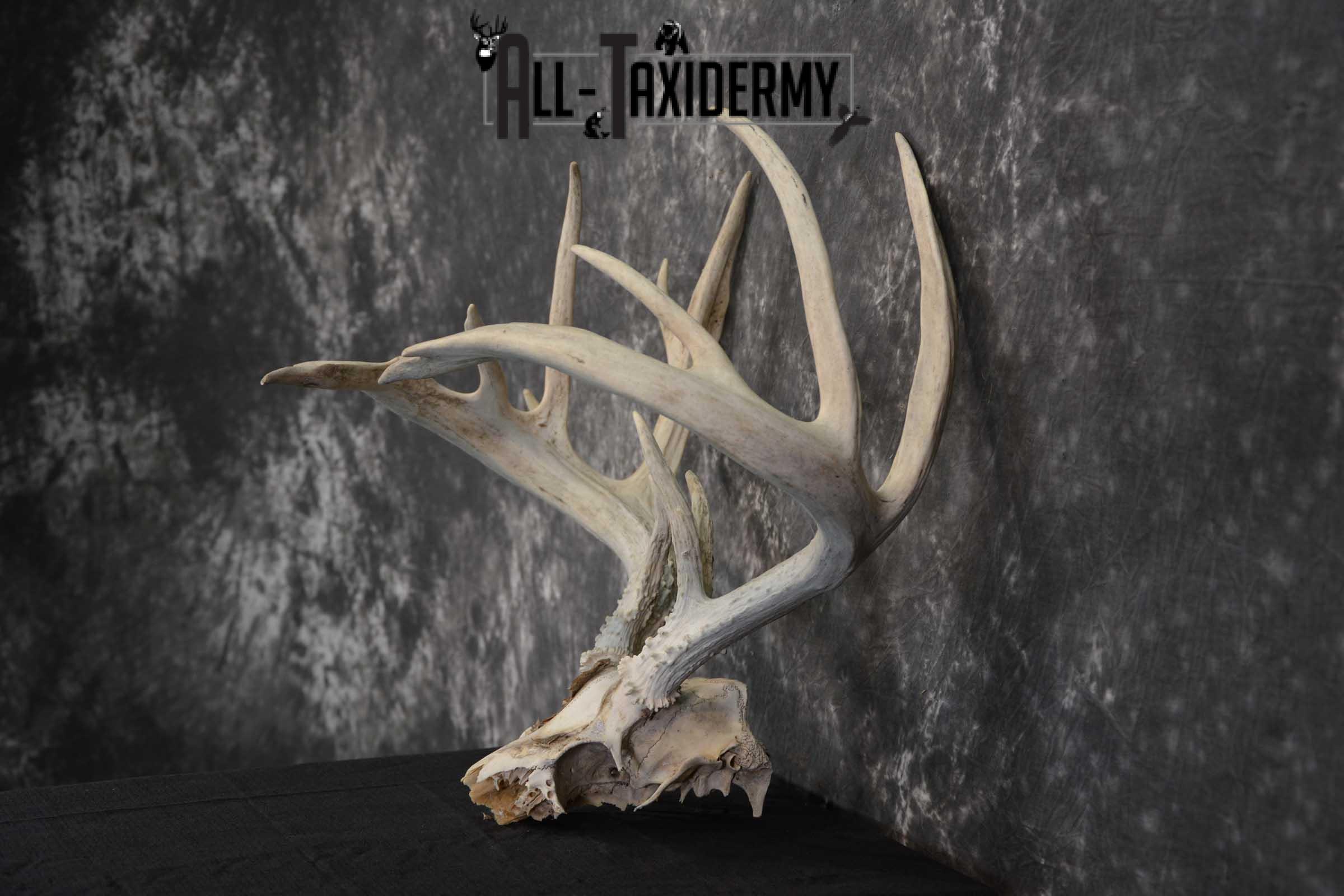 Whitetail Deer Non-typical Taxidermy Antler Skull Plate SKU 1544 - Image 4