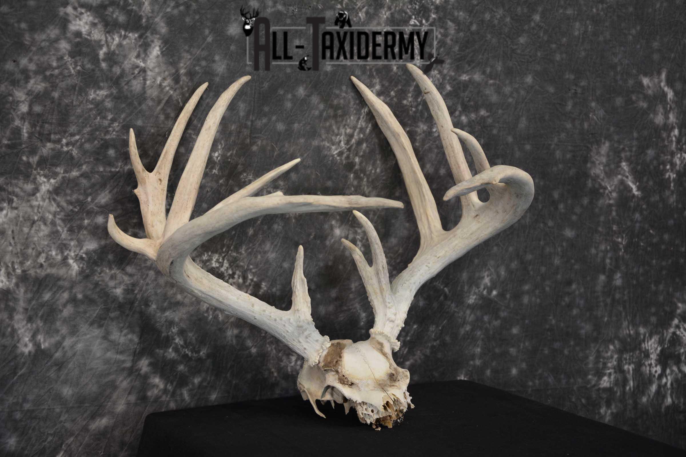 Whitetail Deer Non-typical Taxidermy Antler Skull Plate SKU 1544 - Image 3