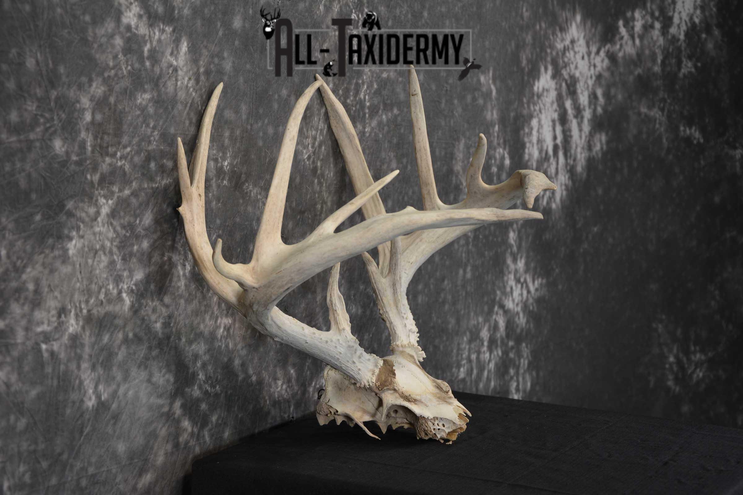 Whitetail Deer Non-typical Taxidermy Antler Skull Plate SKU 1544 - Image 2