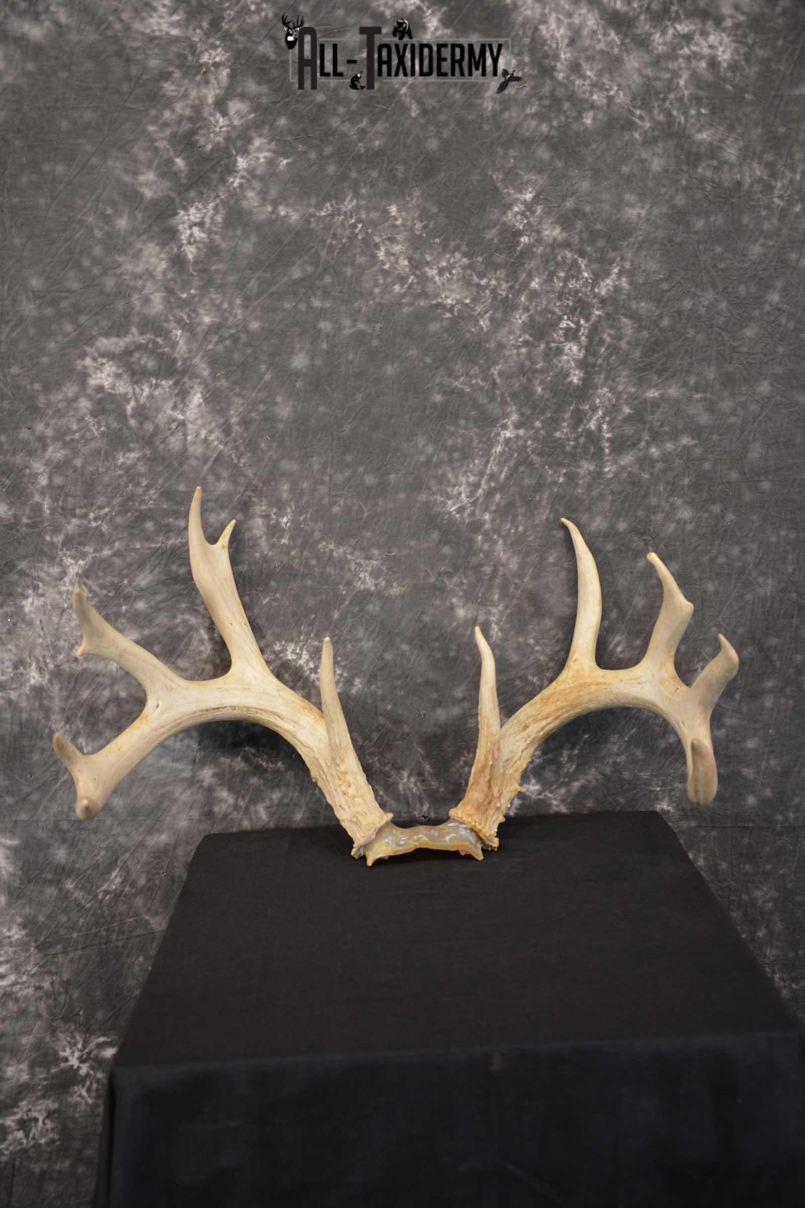 Whitetail Deer Sheds on Skull Cap Taxidermy SKU 1545