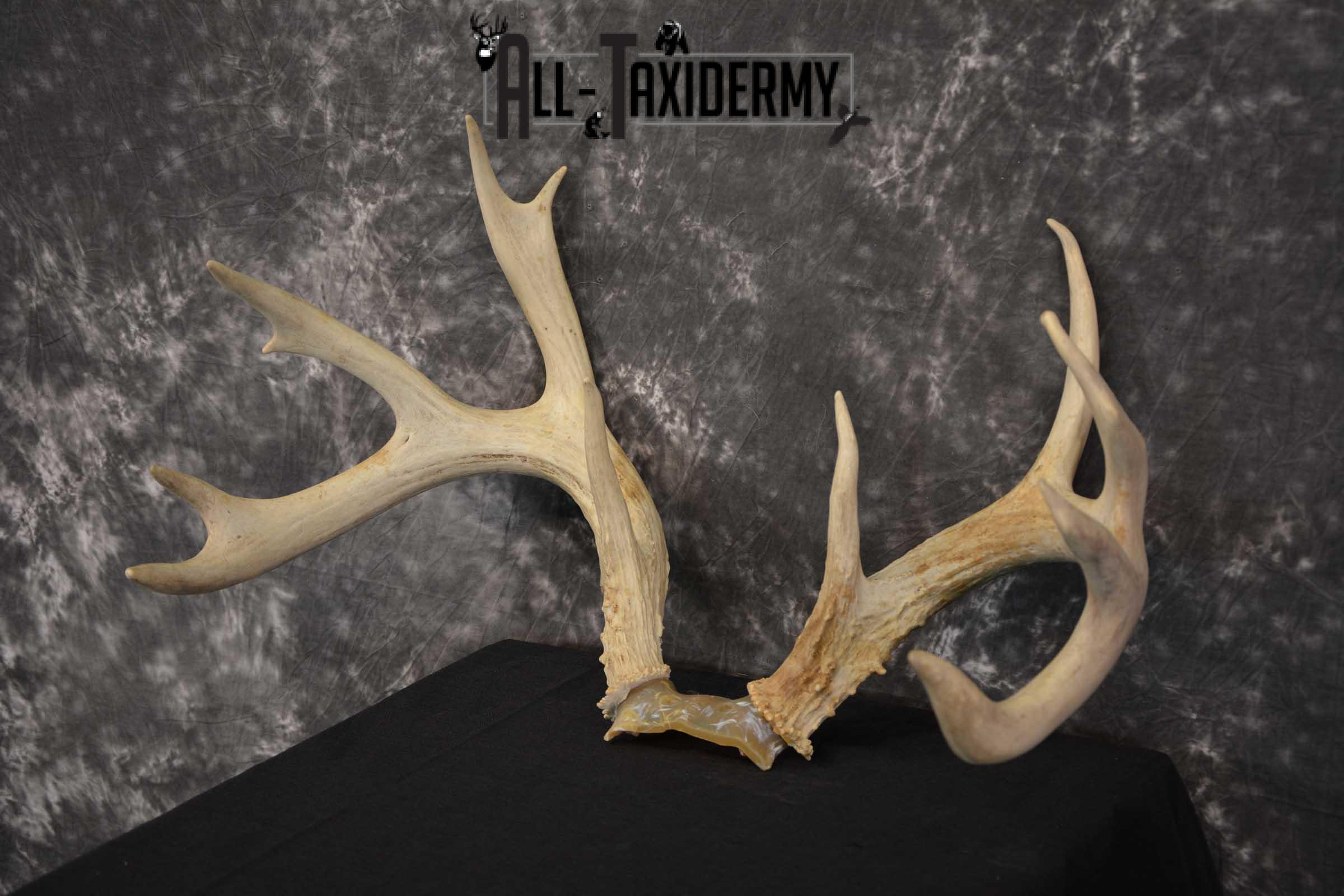 Whitetail Deer Sheds on Skull Cap Taxidermy SKU 1545 - Image 5