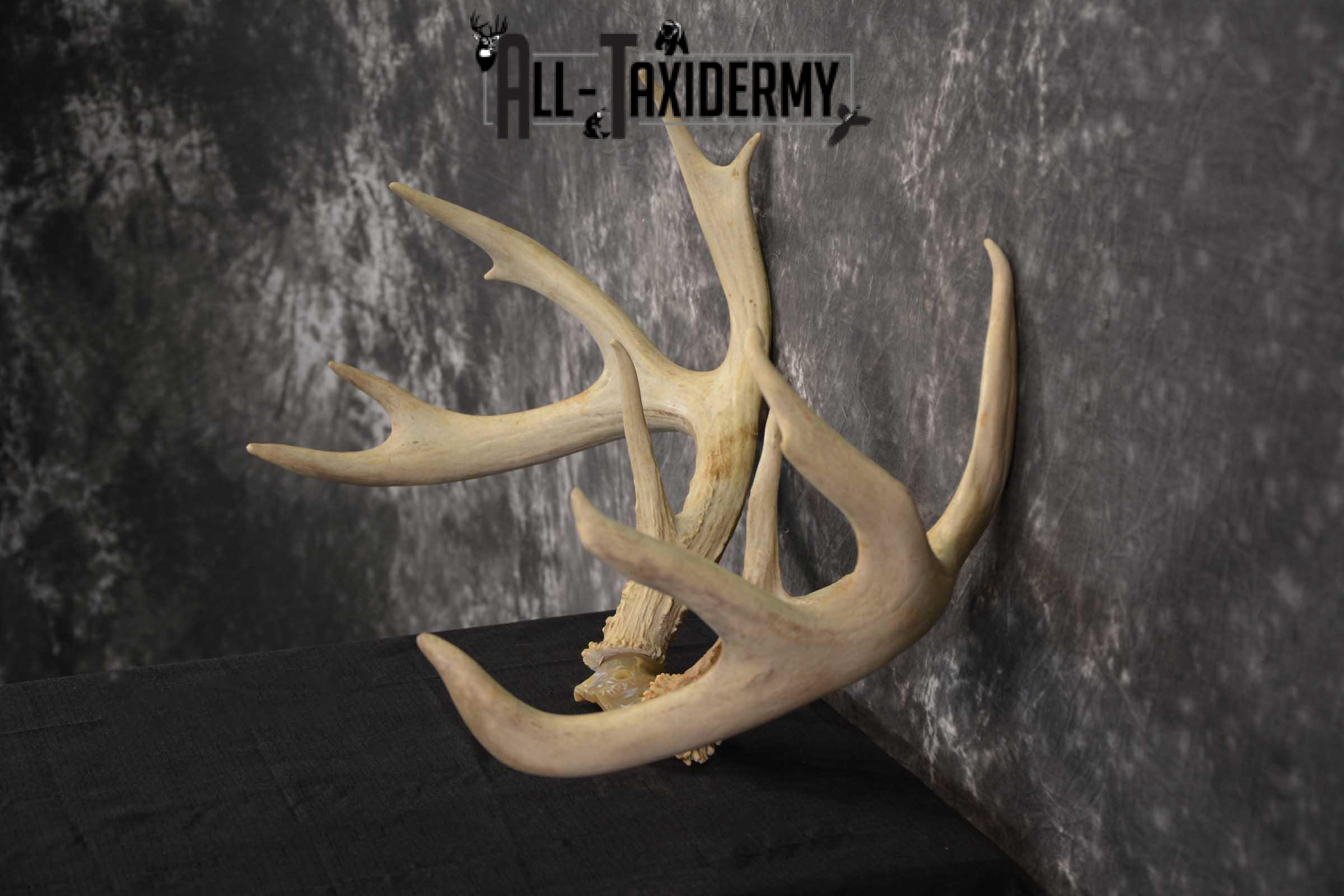 Whitetail Deer Sheds on Skull Cap Taxidermy SKU 1545 - Image 4