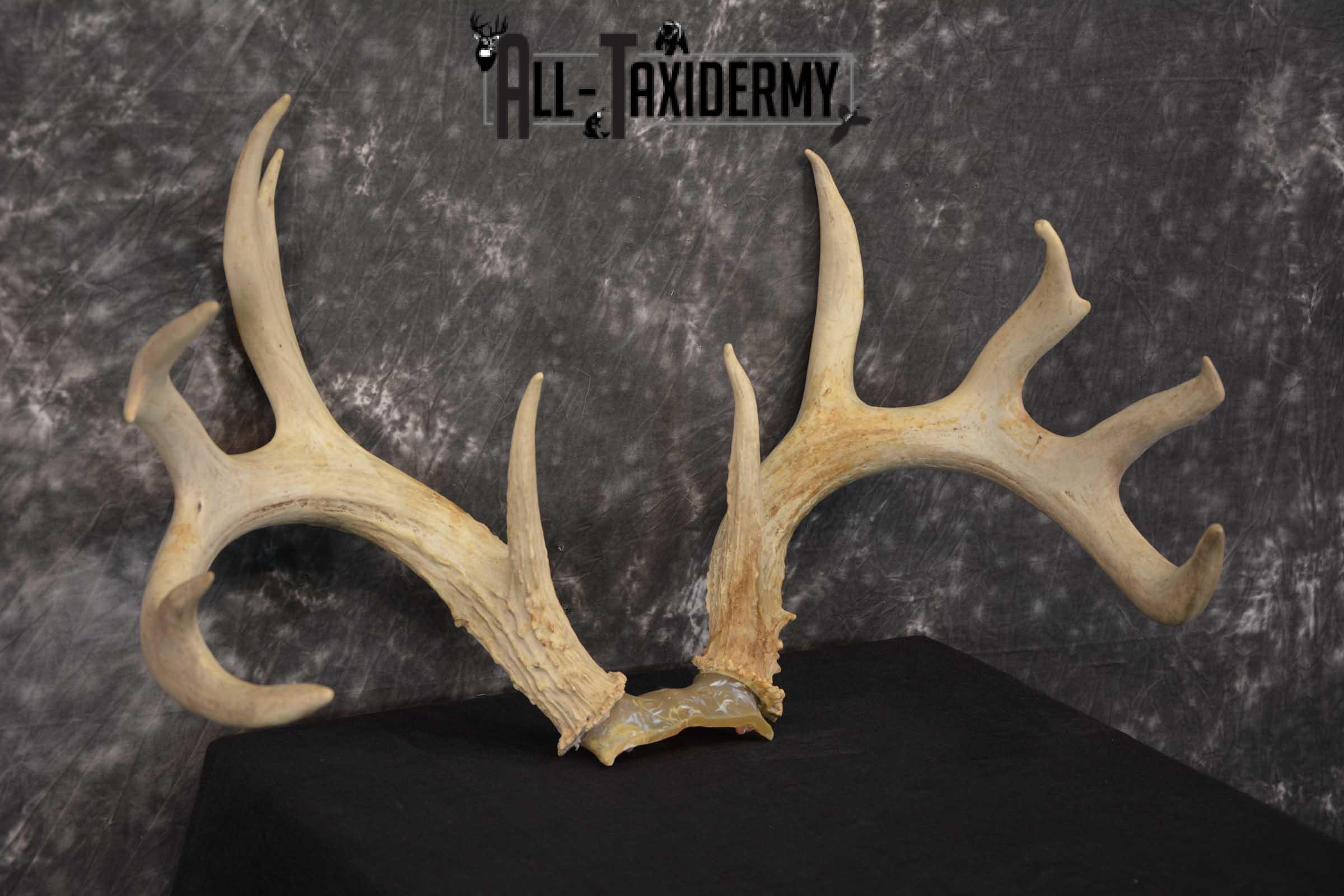 Whitetail Deer Sheds on Skull Cap Taxidermy SKU 1545 - Image 3