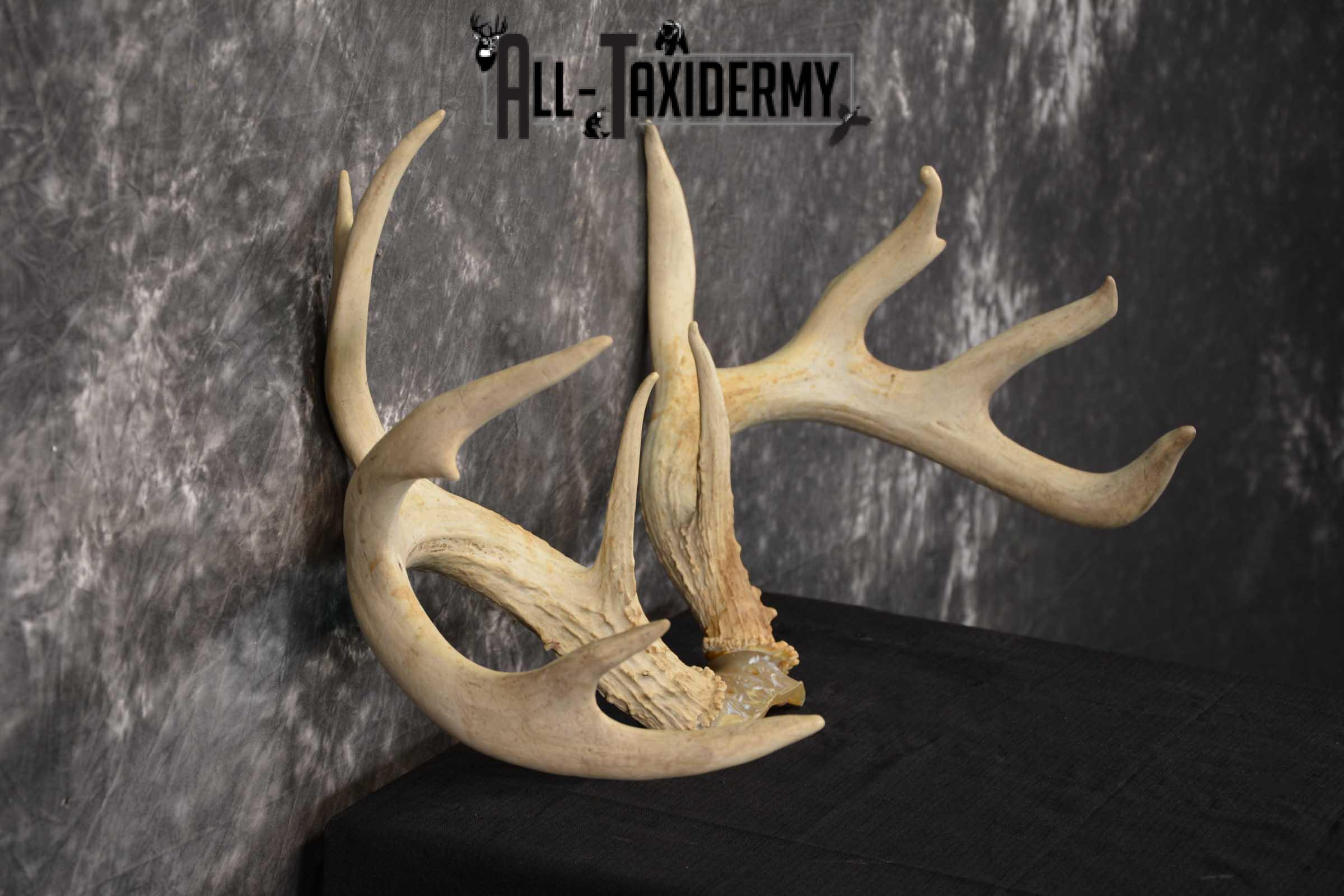 Whitetail Deer Sheds on Skull Cap Taxidermy SKU 1545 - Image 2