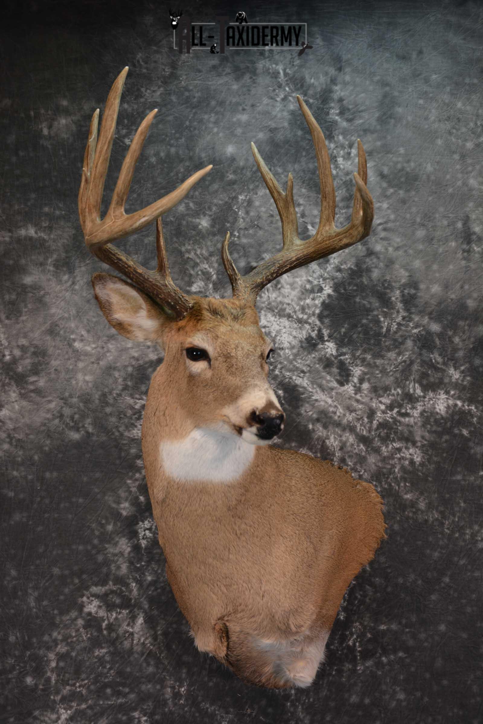 Whitetail Deer Shoulder Mount SKU 1546 | All Taxidermy