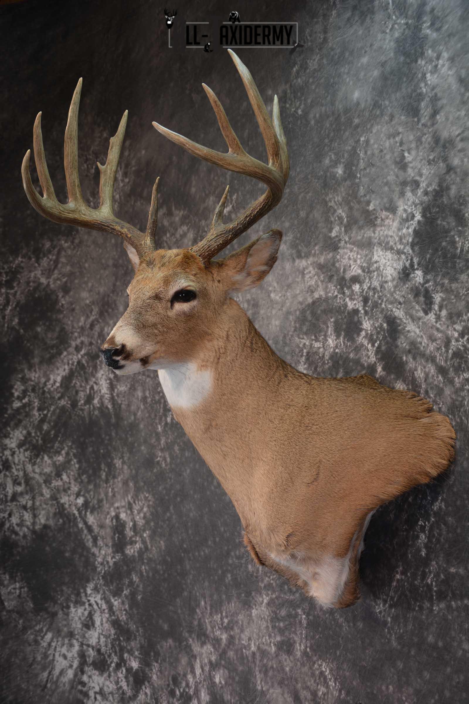 Whitetail Deer Shoulder Mount SKU 1546 | All Taxidermy