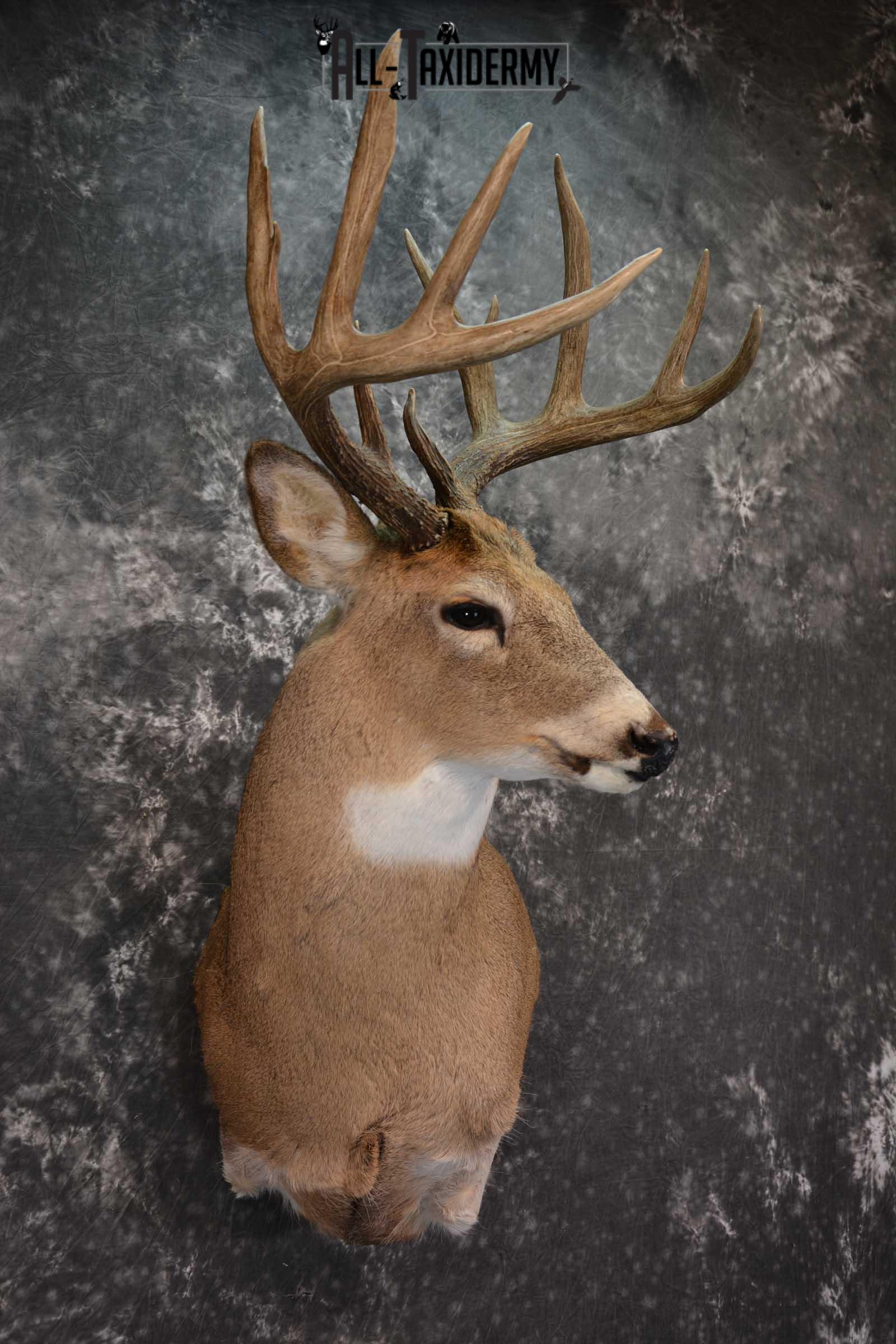 Whitetail Deer Shoulder Mount SKU 1546 - Image 6