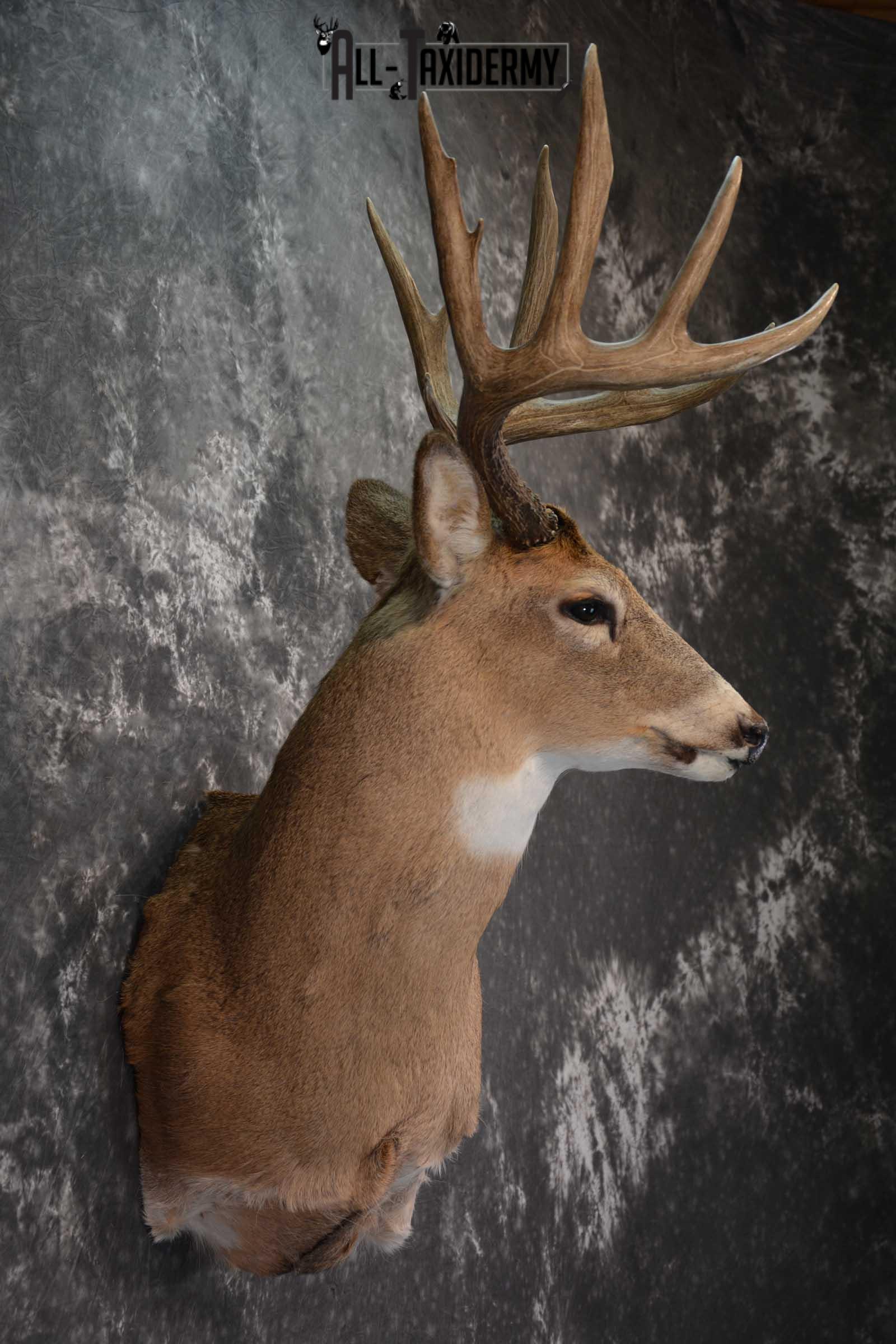 Whitetail Deer Shoulder Mount SKU 1546 - Image 5