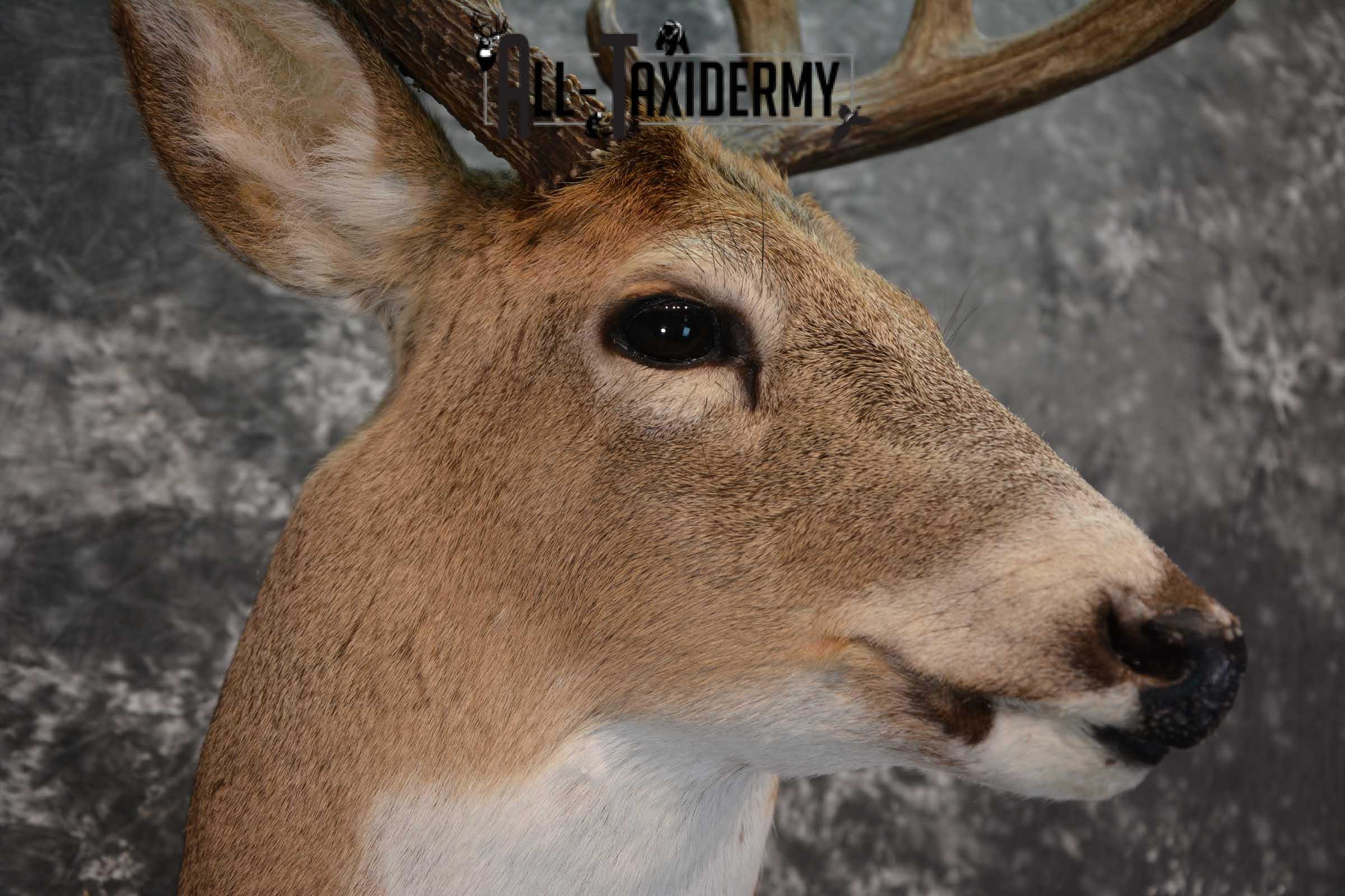 Whitetail Deer Shoulder Mount SKU 1546 - Image 4