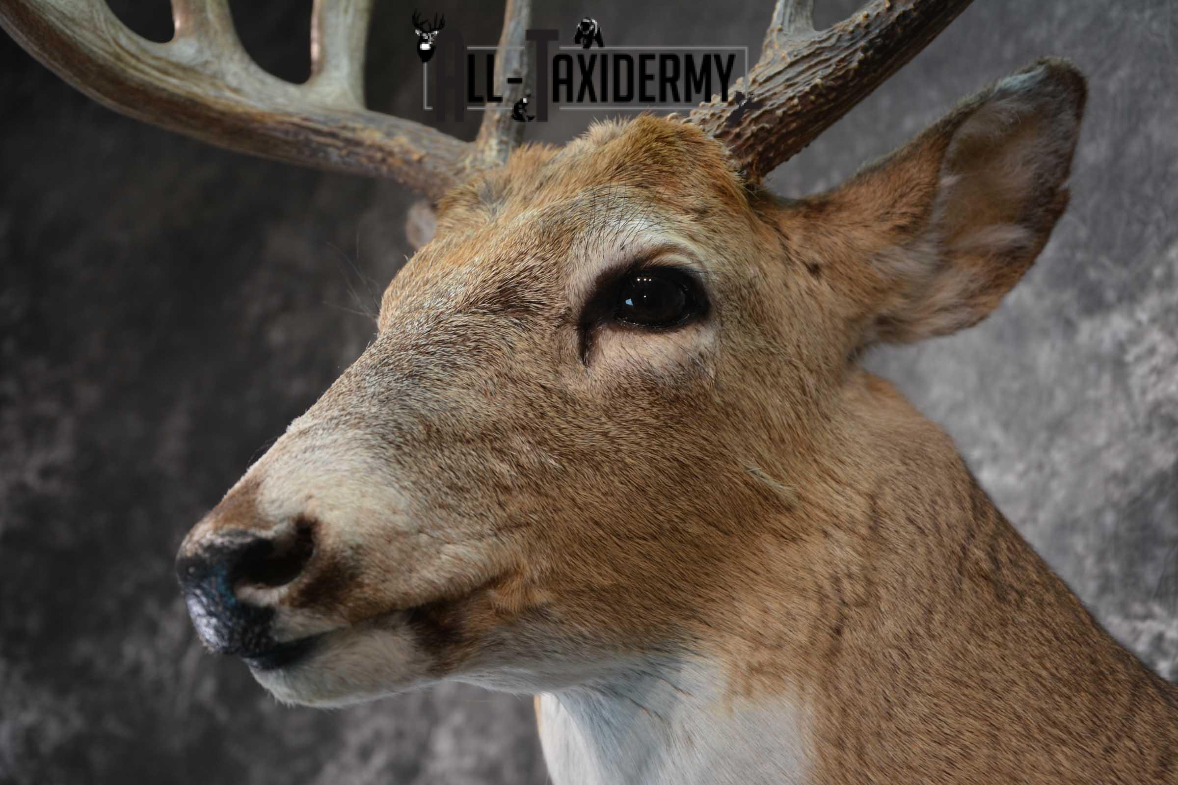 Whitetail Deer Shoulder Mount SKU 1546 - Image 3