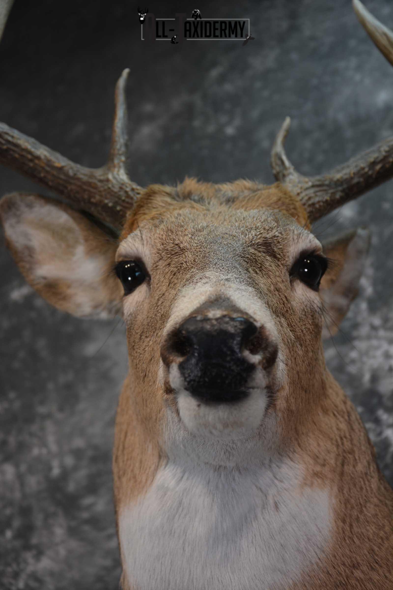 Whitetail Deer Shoulder Mount SKU 1546 - Image 2