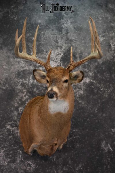 Whitetail Deer Shoulder Taxidermy Mount SKU 1547