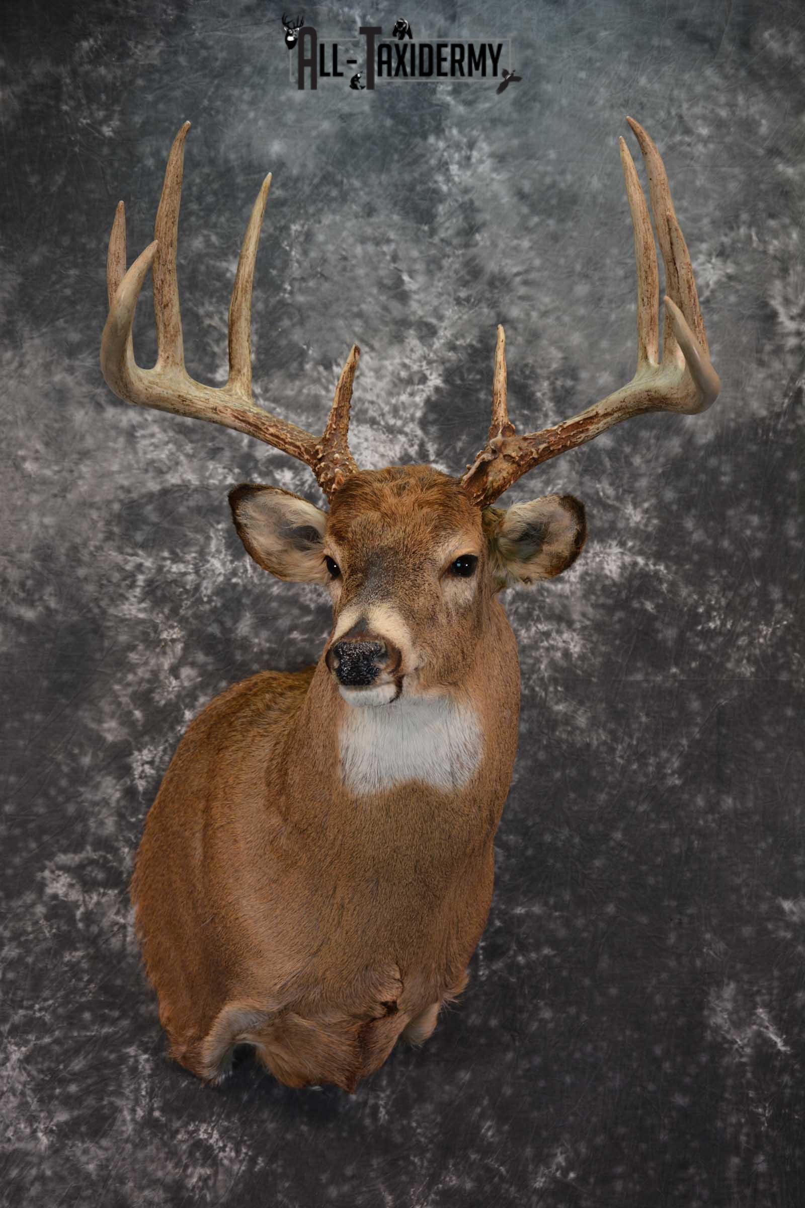 Whitetail Deer Shoulder Taxidermy Mount SKU 1547