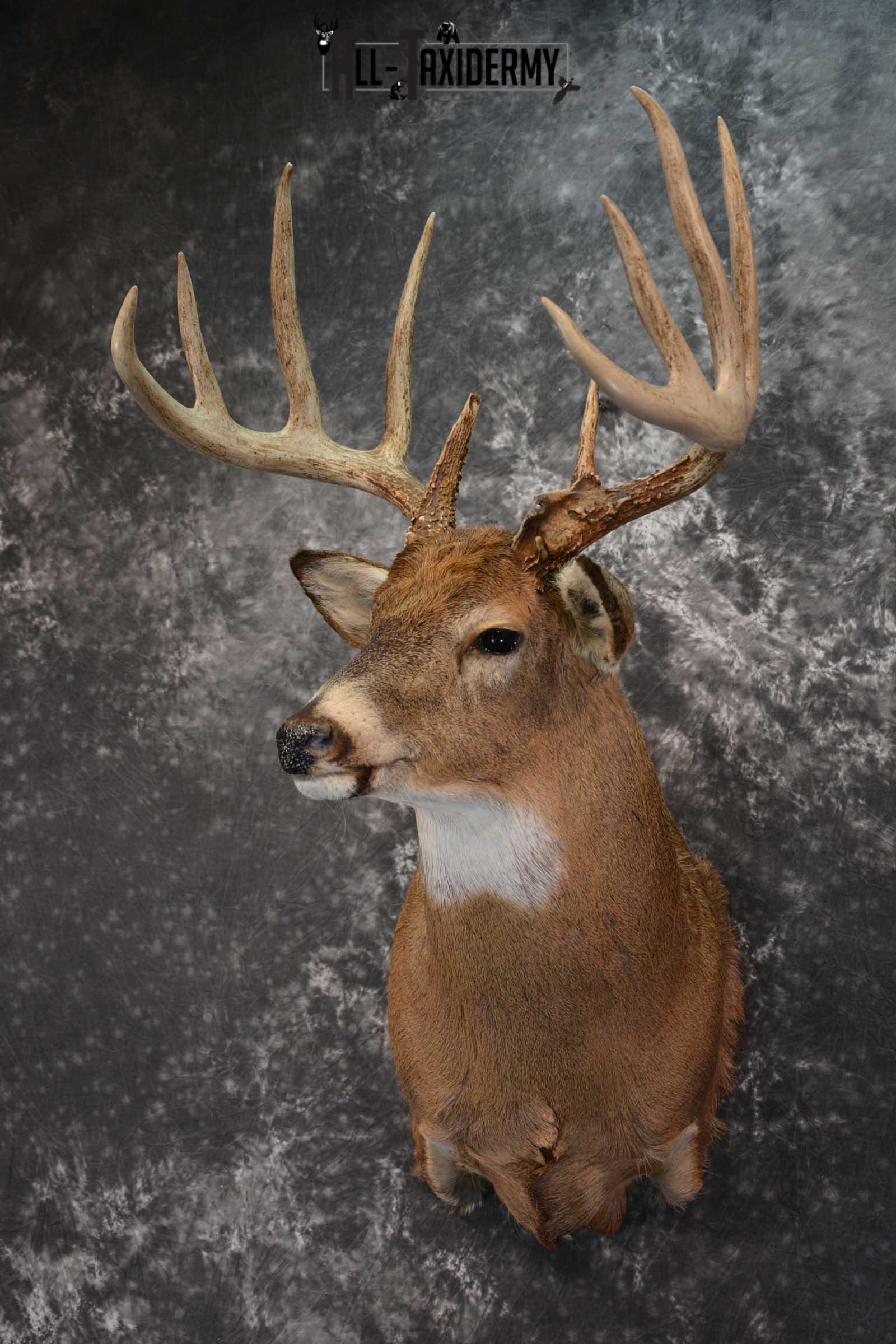 Whitetail Deer Shoulder Taxidermy Mount SKU 1547 - Image 8