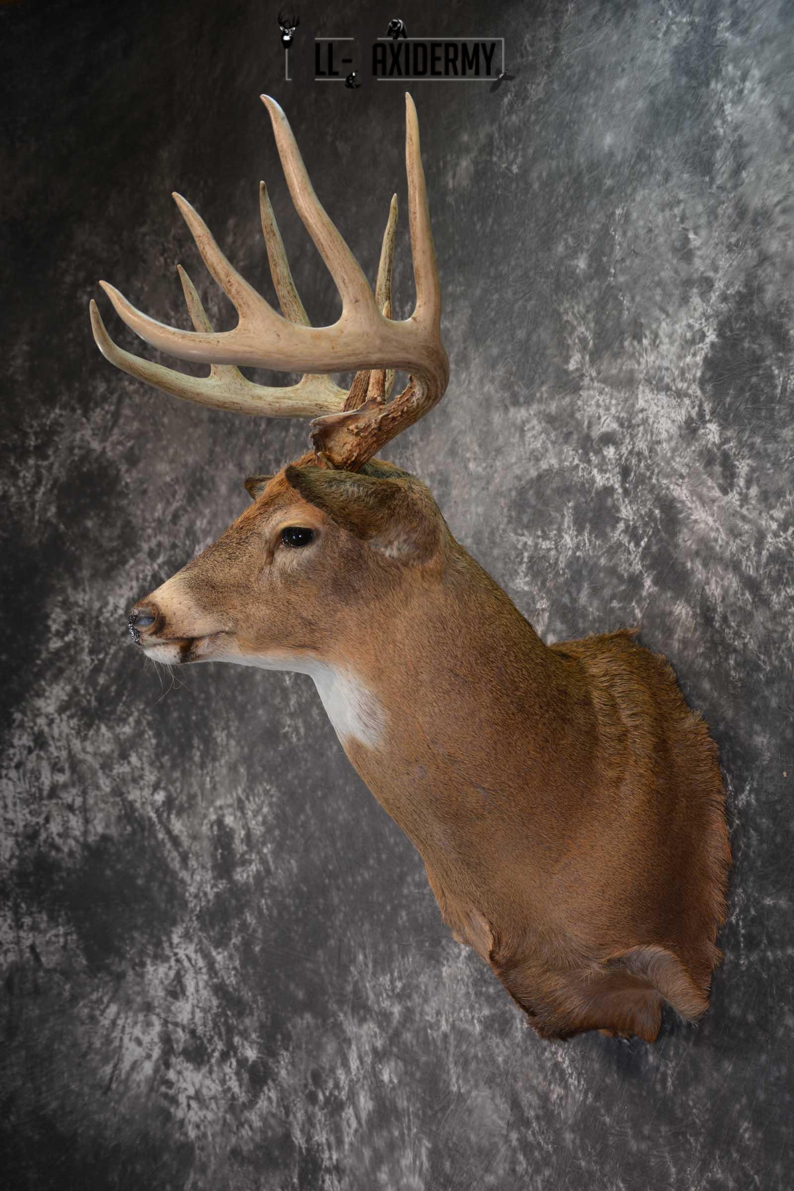 Whitetail Deer Shoulder Taxidermy Mount SKU 1547 - Image 7