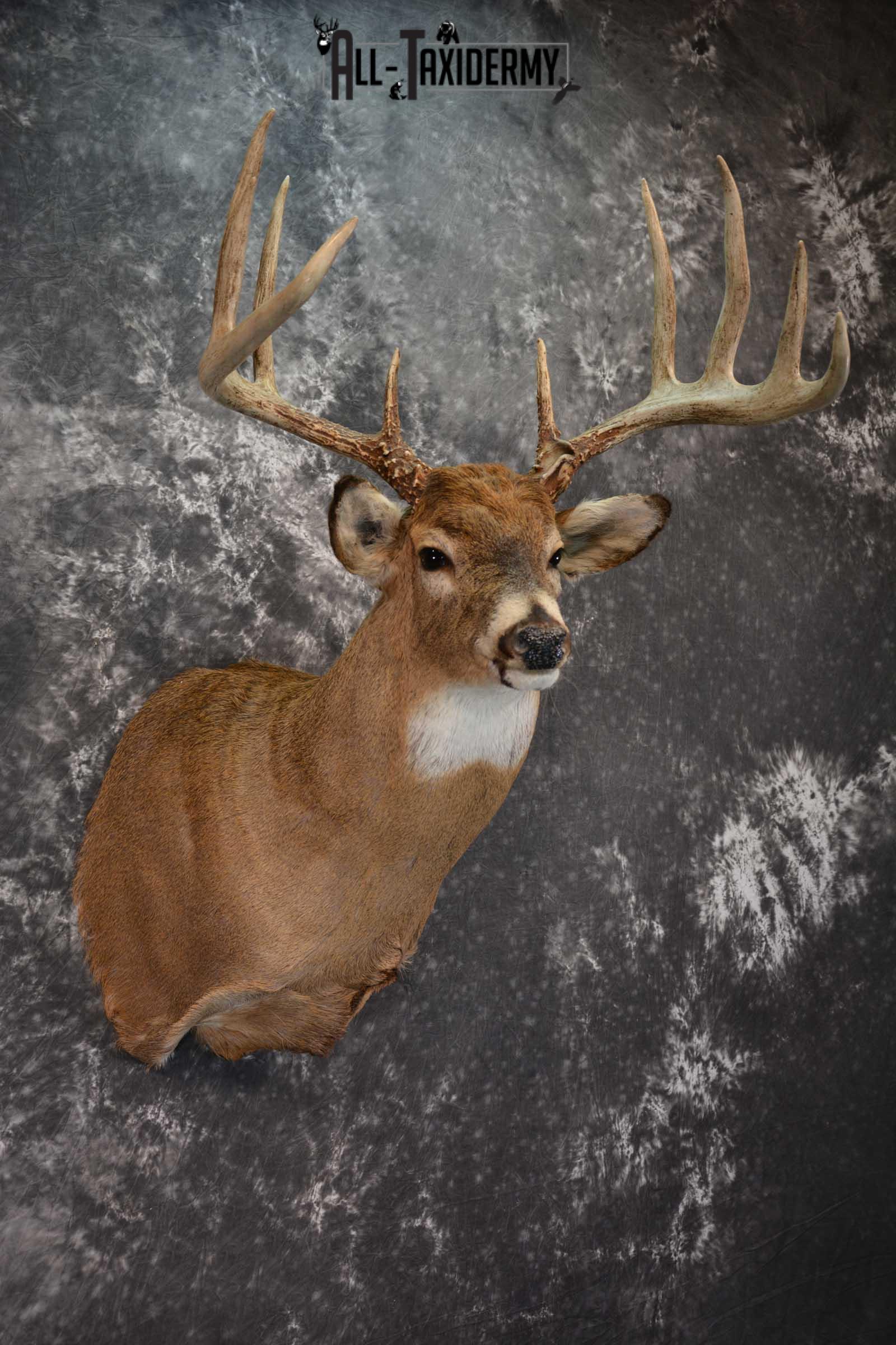 Whitetail Deer Shoulder Taxidermy Mount SKU 1547 - Image 6