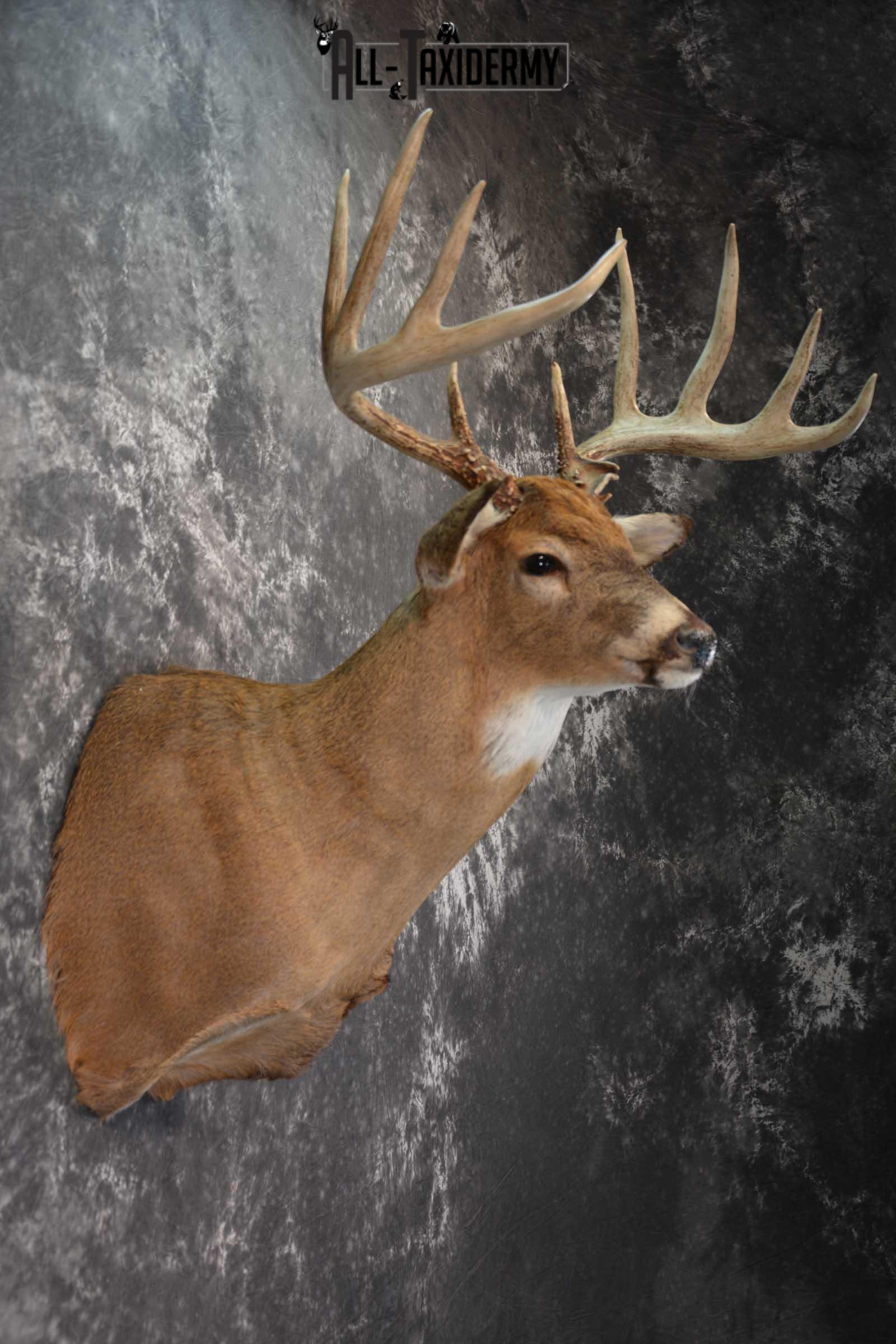 Whitetail Deer Shoulder Taxidermy Mount SKU 1547 - Image 5