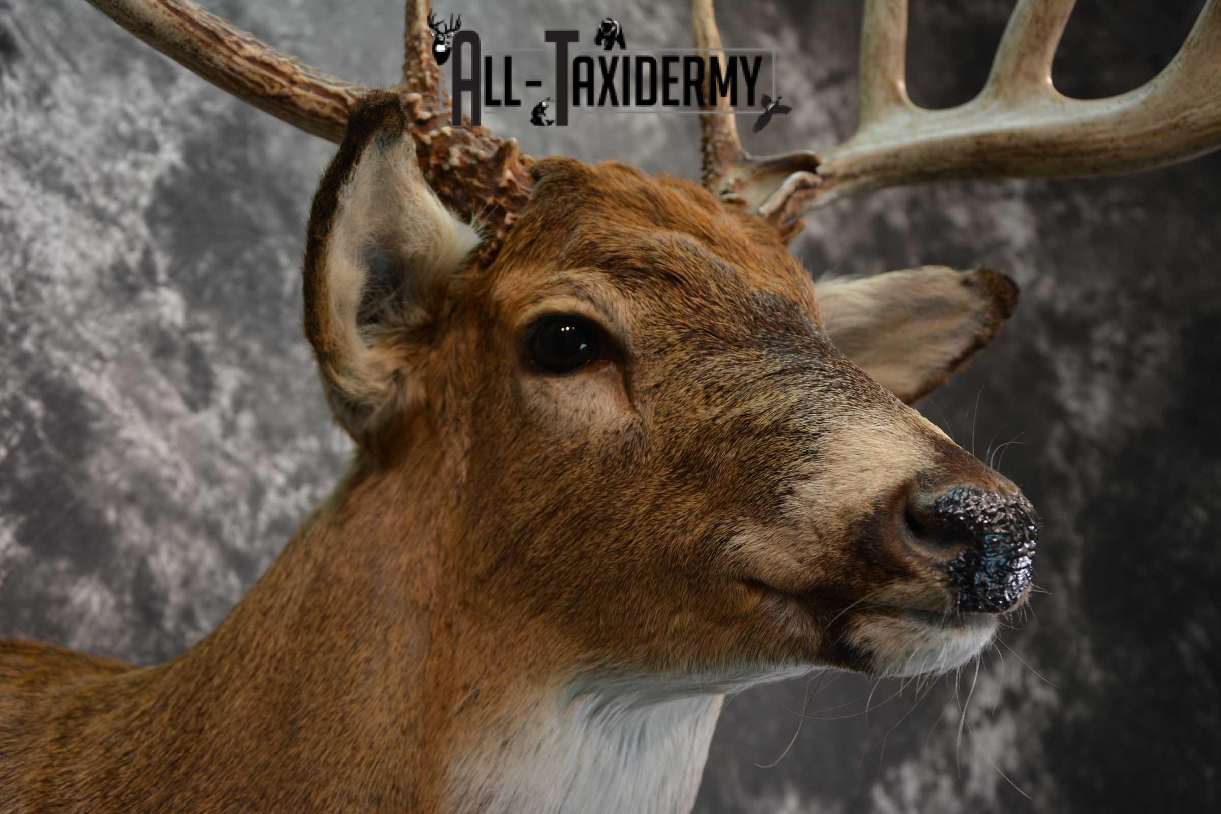 Whitetail Deer Shoulder Taxidermy Mount SKU 1547 - Image 4