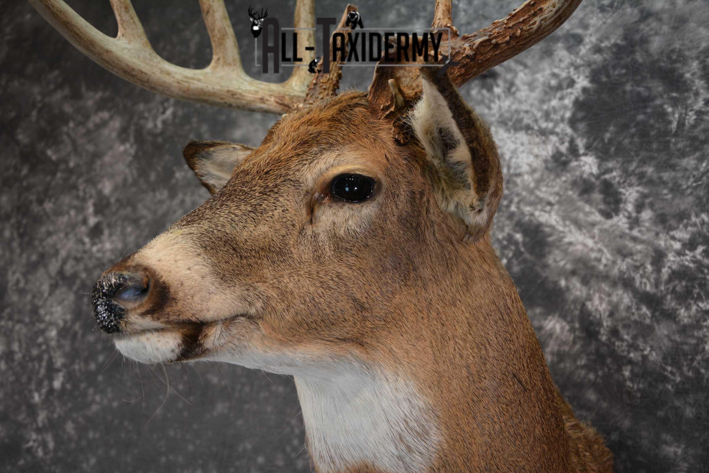 Whitetail Deer Shoulder Taxidermy Mount SKU 1547 - Image 3