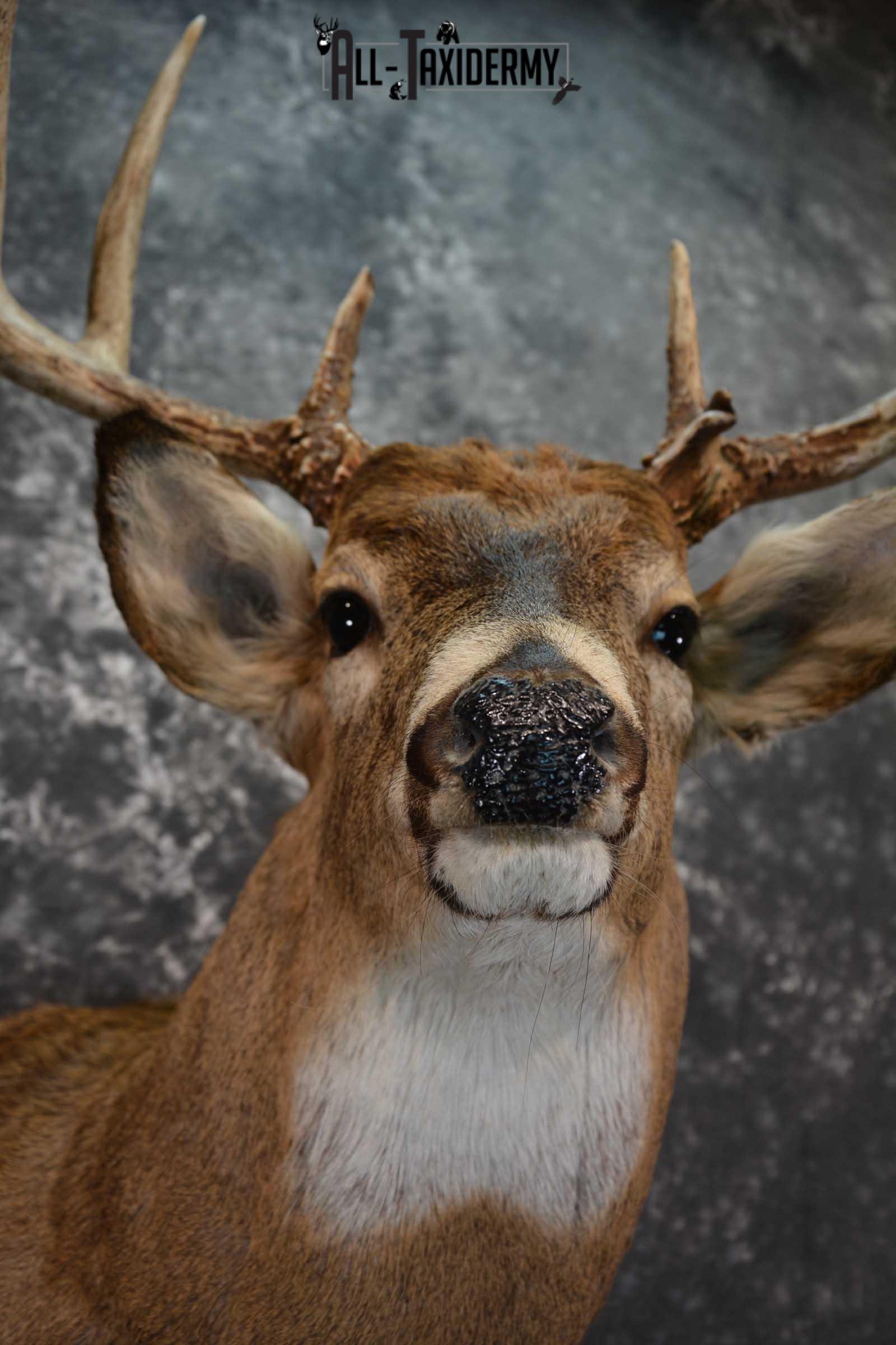 Whitetail Deer Shoulder Taxidermy Mount SKU 1547 - Image 2